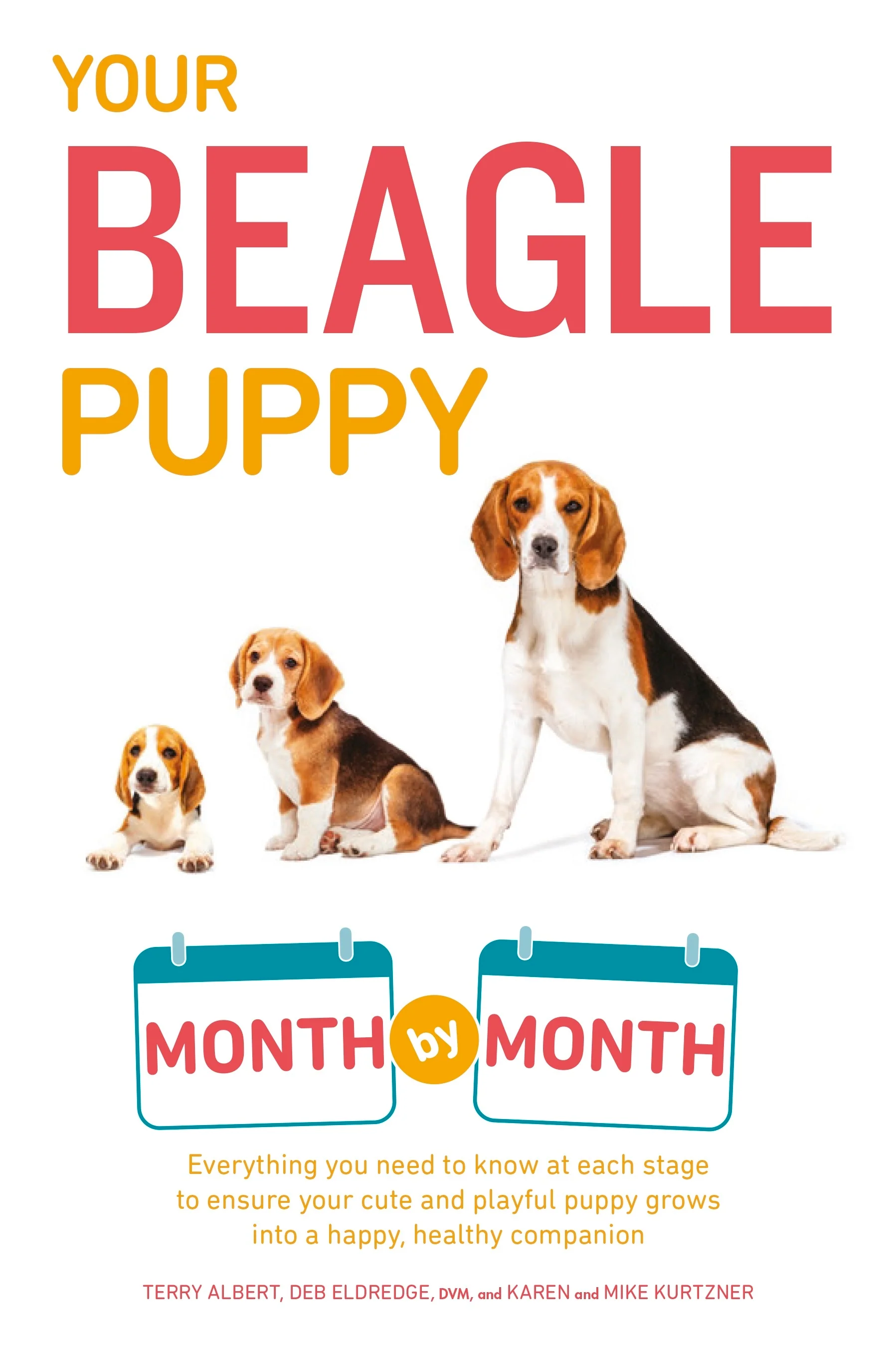 Your Beagle Puppy Month by Month - Image 2