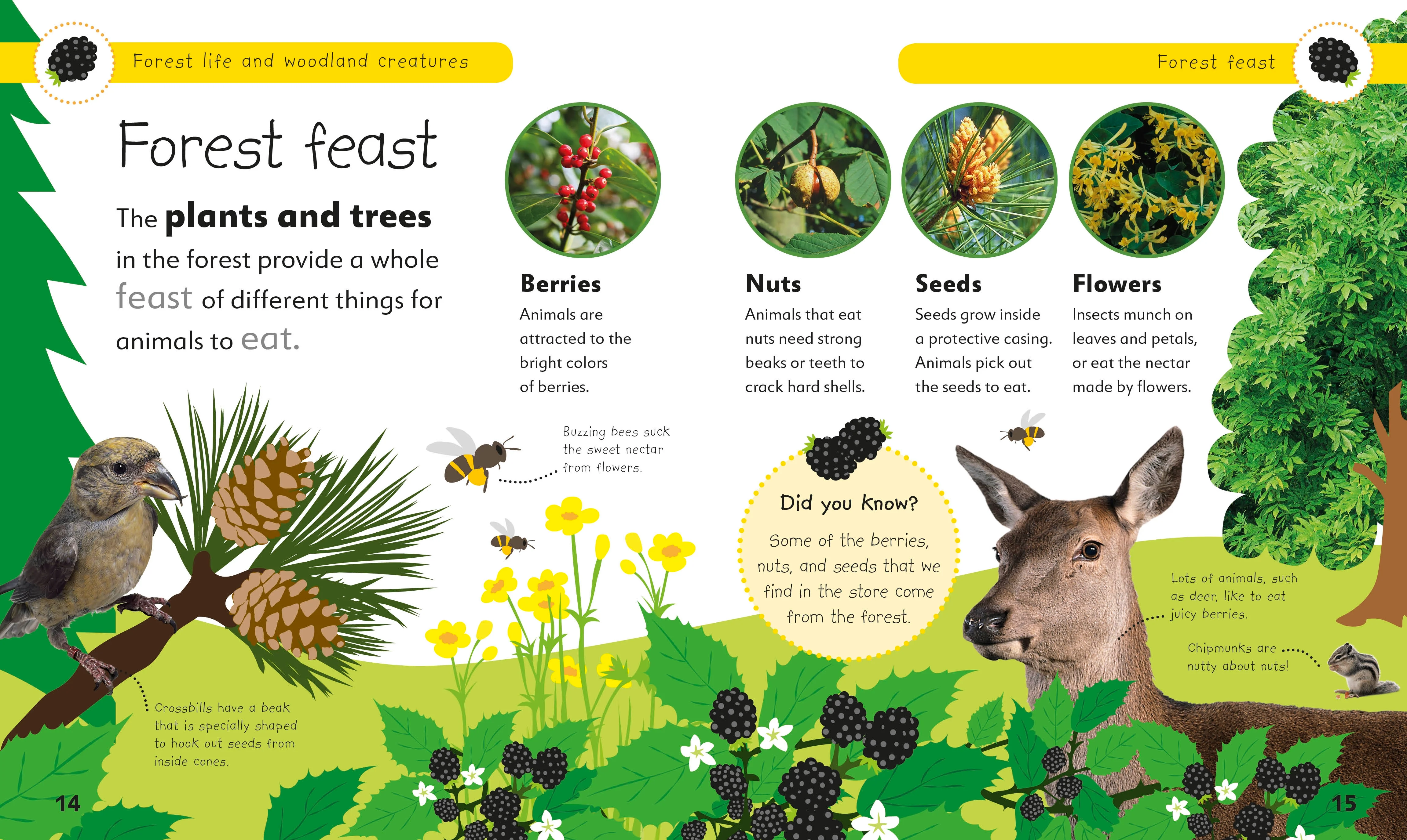 Forest Life and Woodland Creatures - Image 4