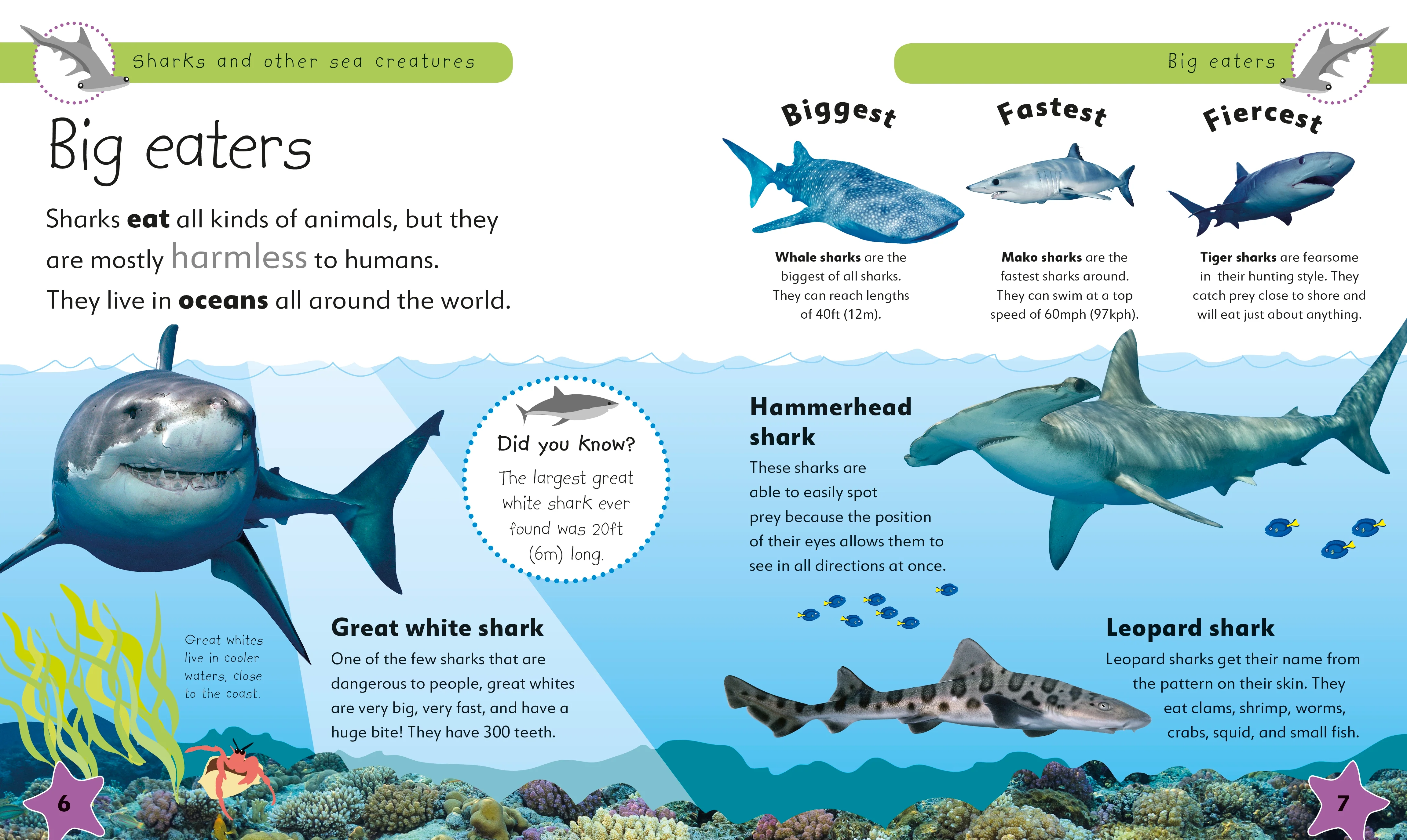 Sharks and Other Sea Creatures - Image 3