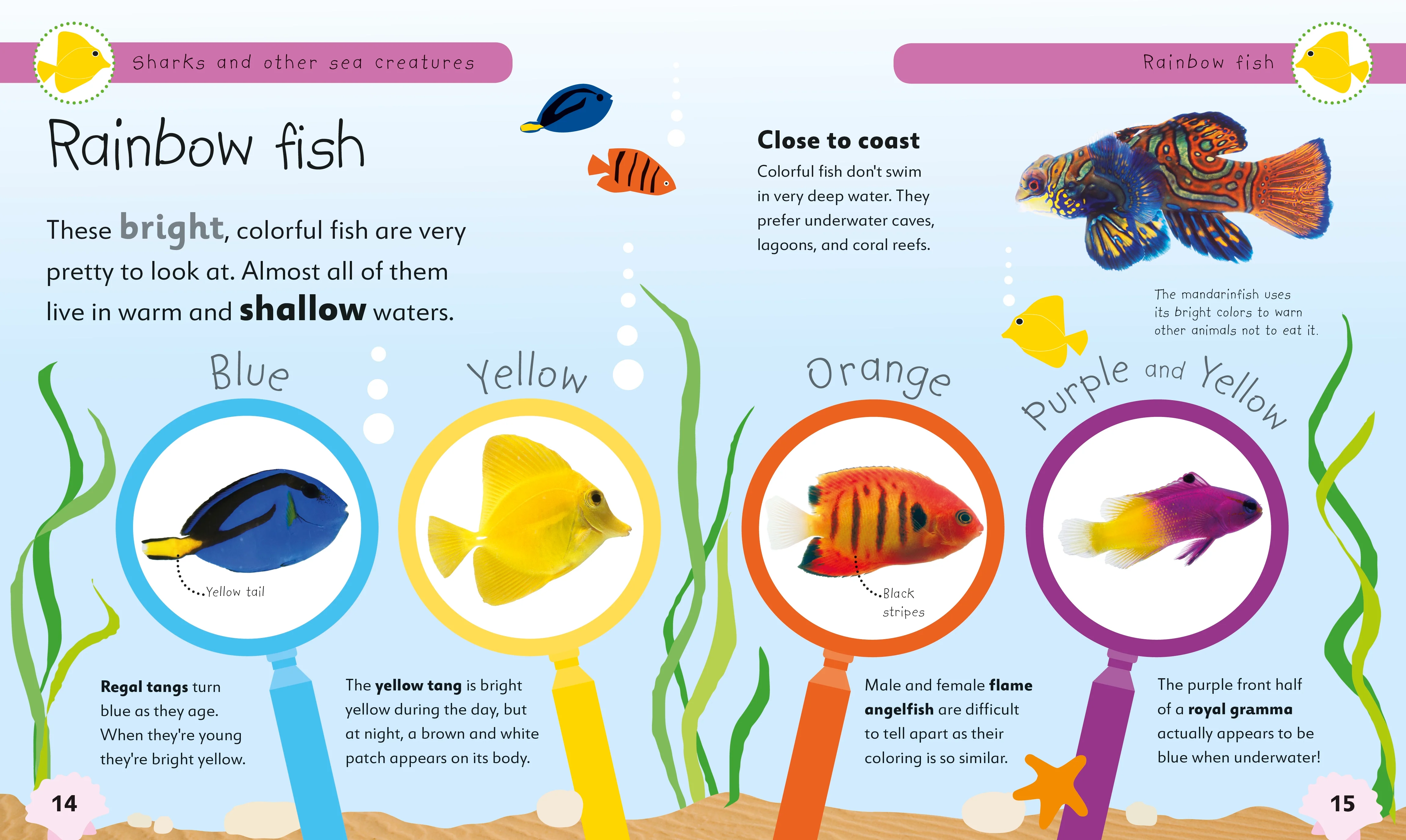 Sharks and Other Sea Creatures - Image 4