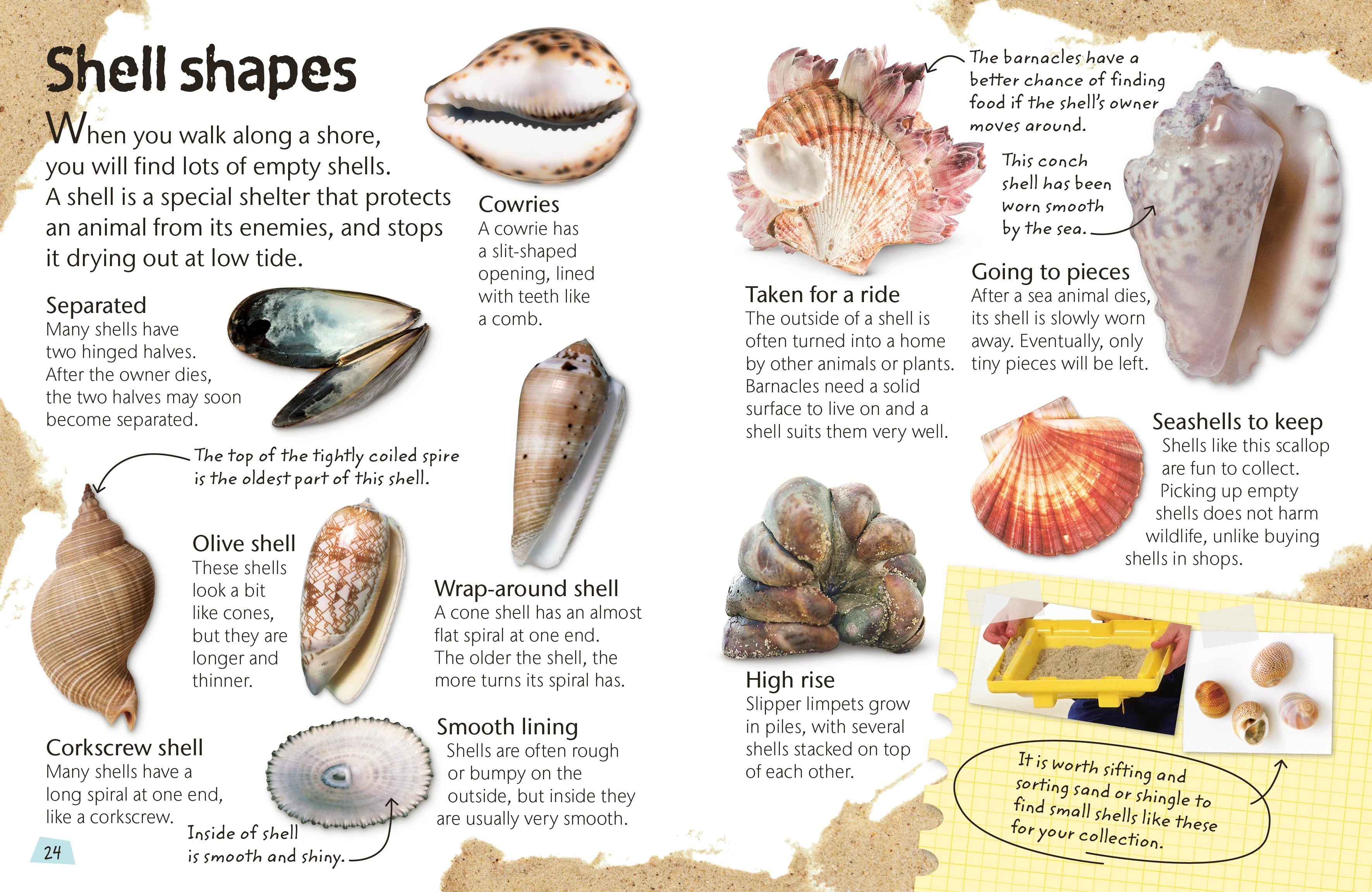Seashore - Image 3