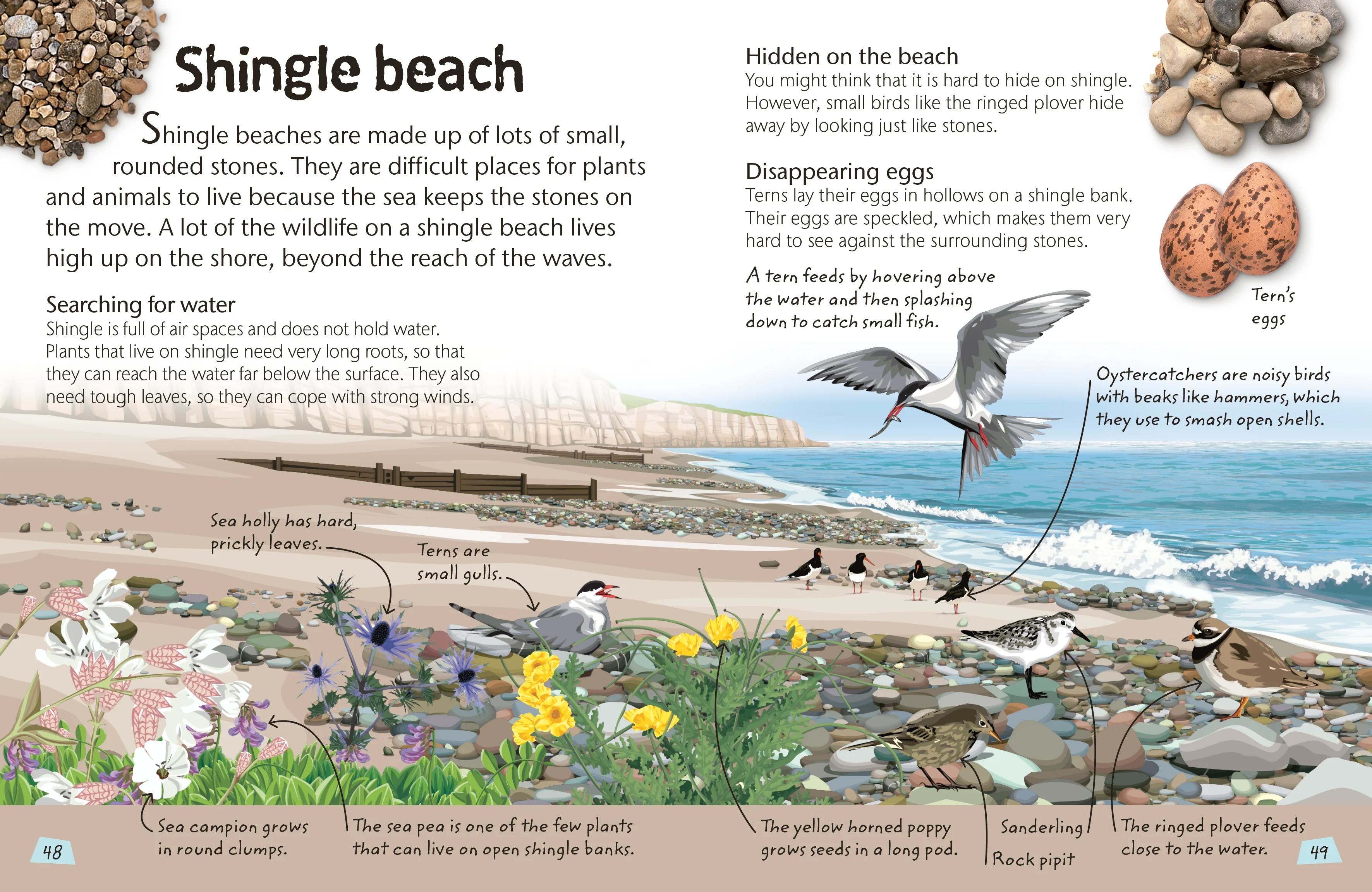 Seashore - Image 5