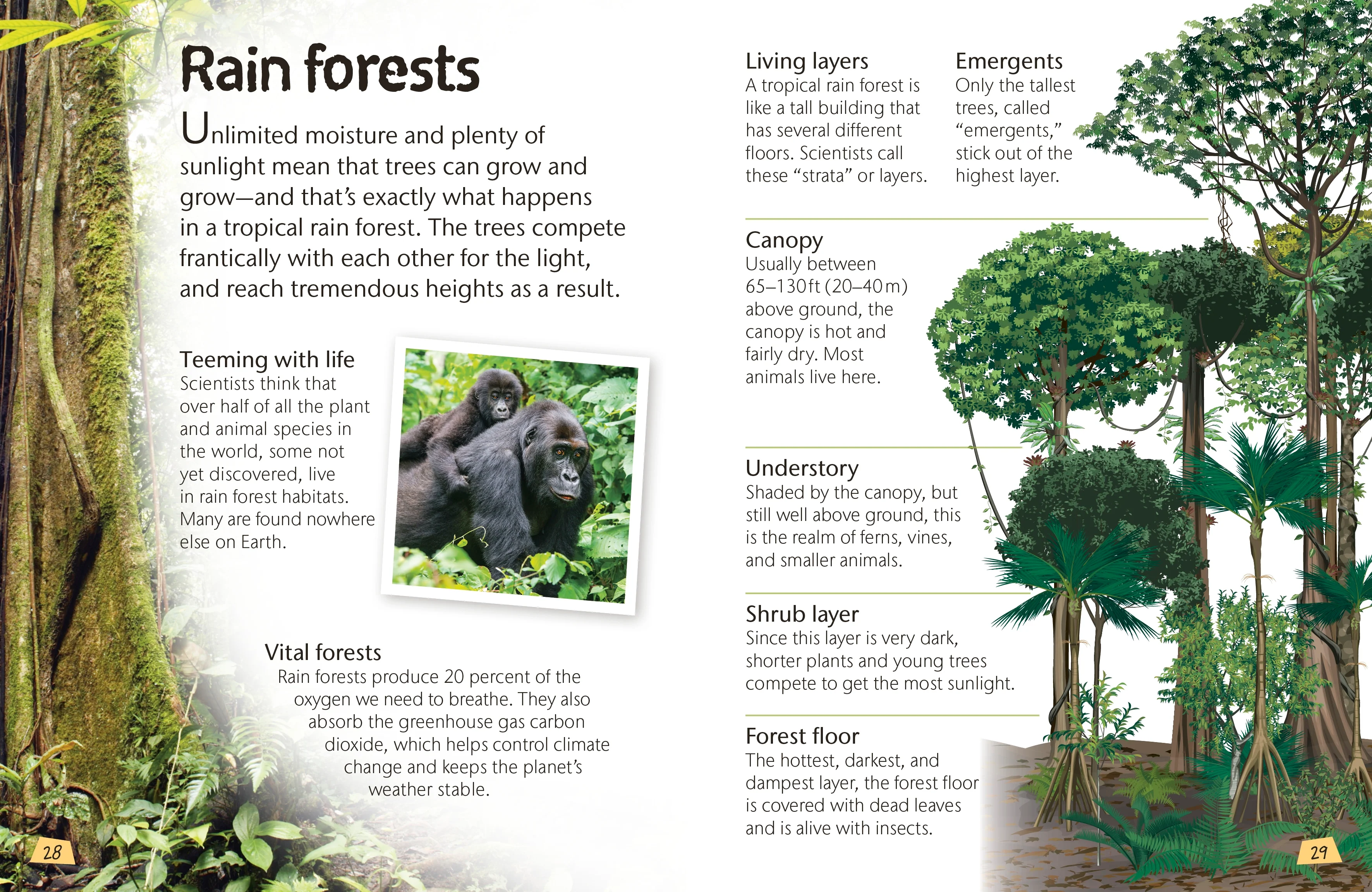 Woodland and Forest - Image 3