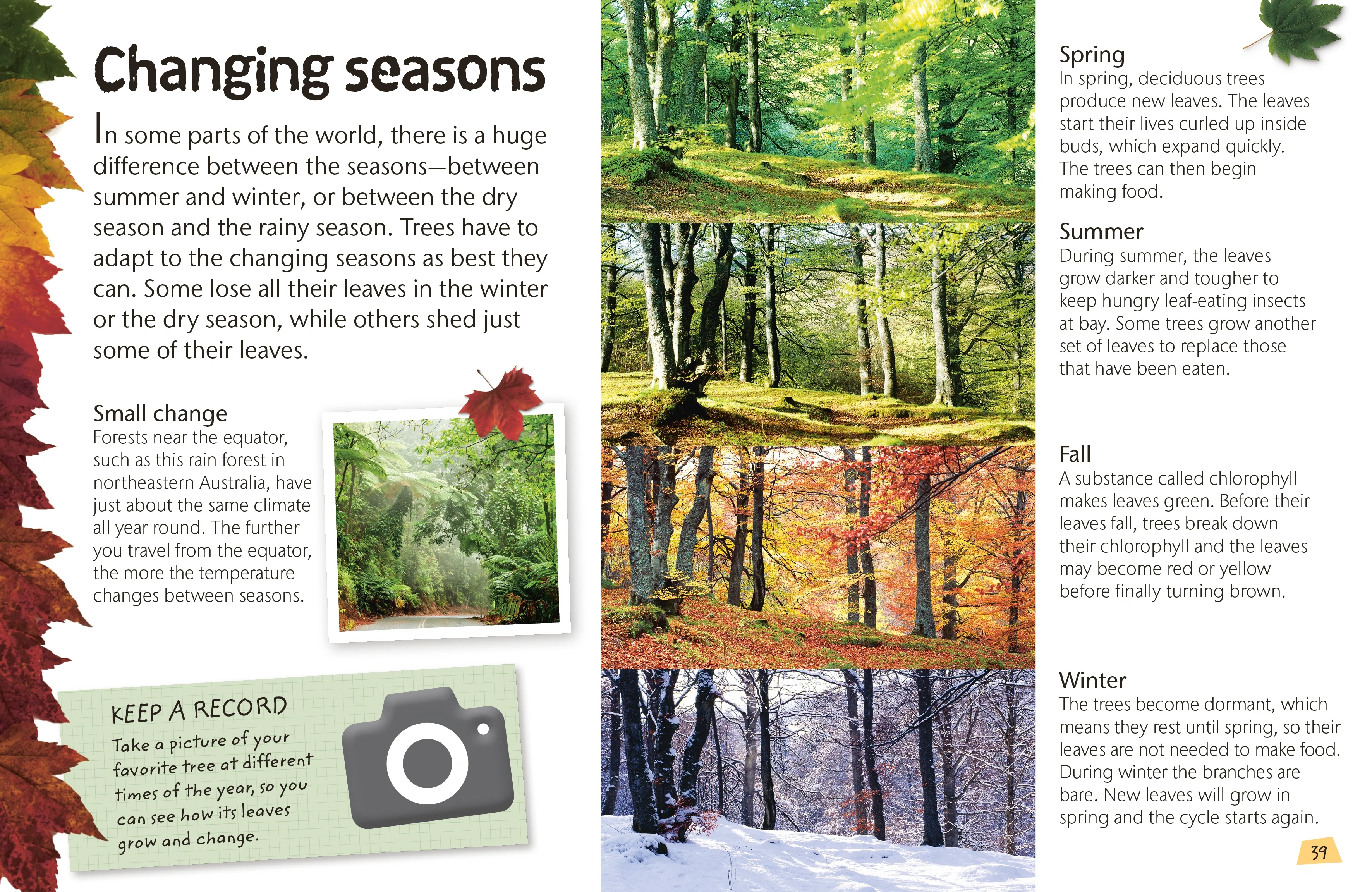 Woodland and Forest - Image 5