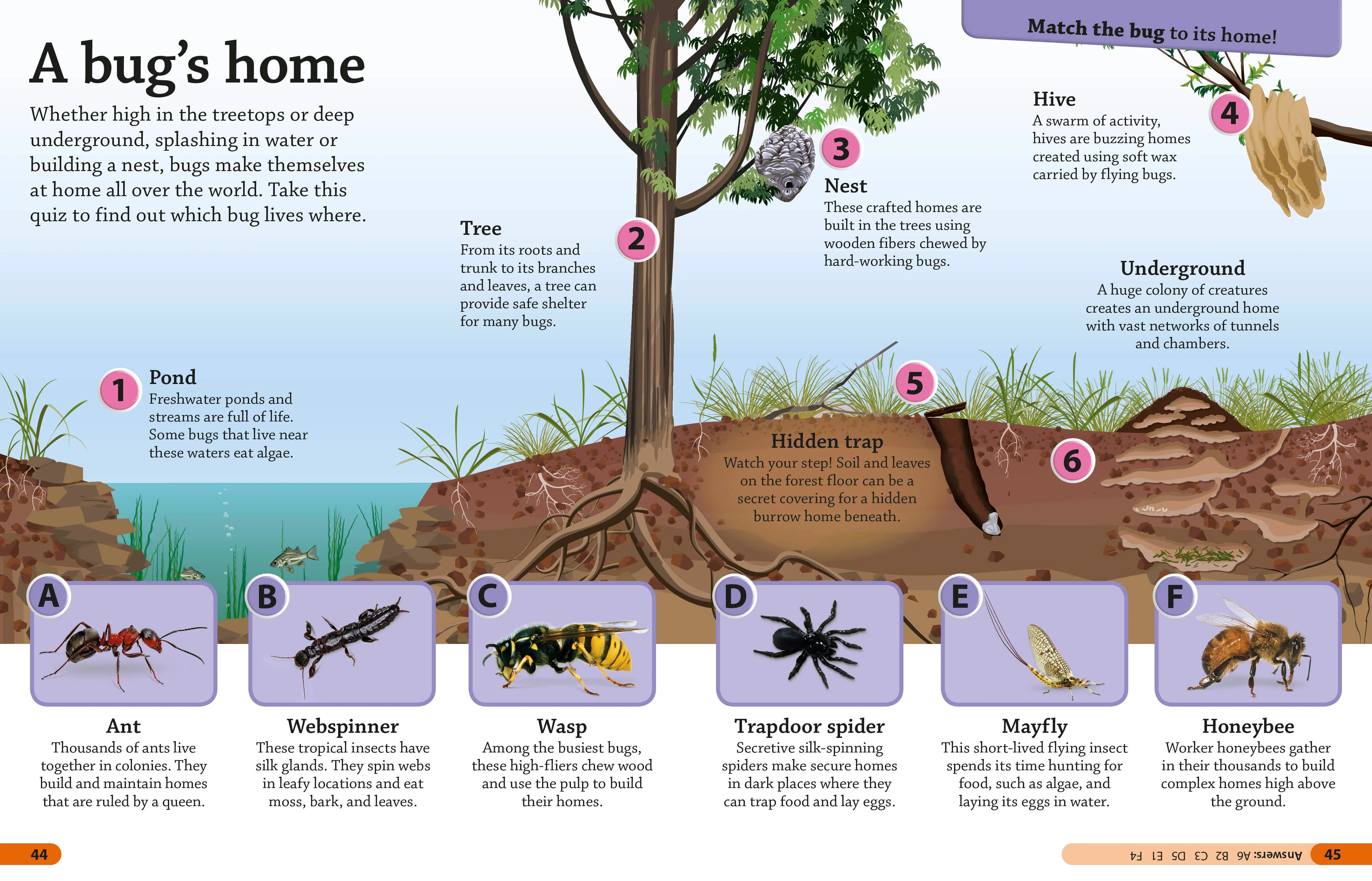 DKfindout! Bugs - Image 4