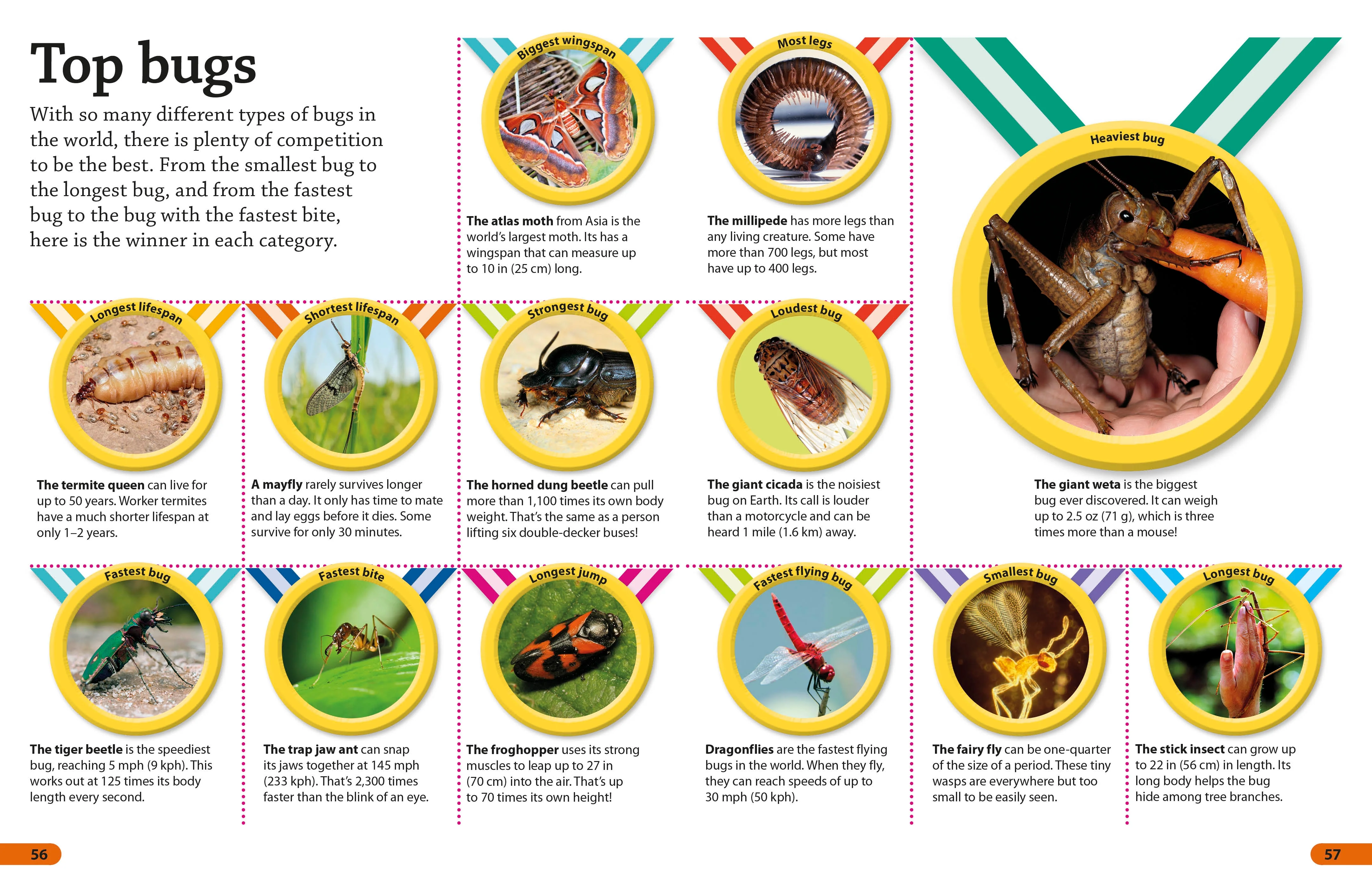 DKfindout! Bugs - Image 5