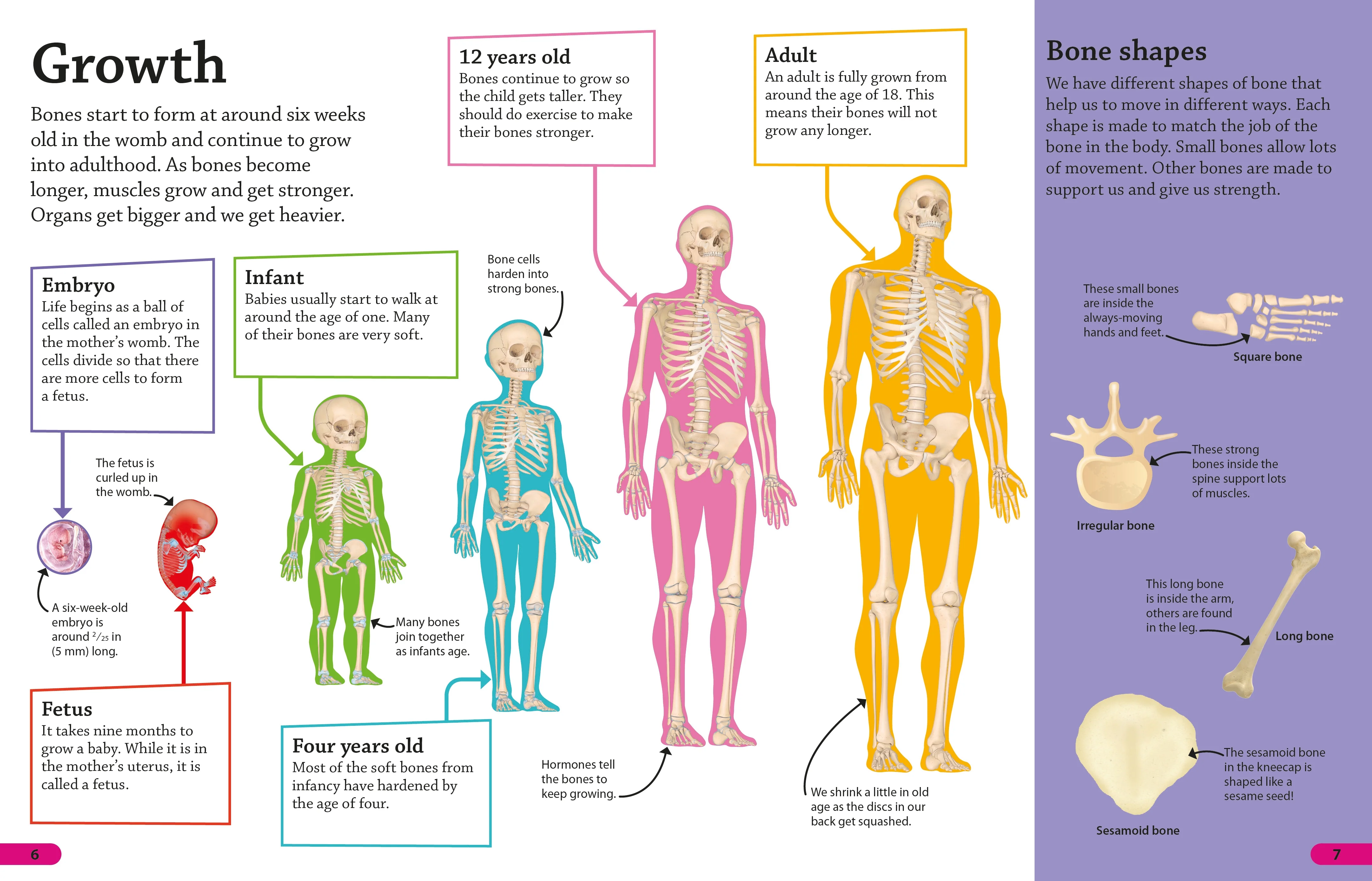 DKfindout! Human Body - Image 2