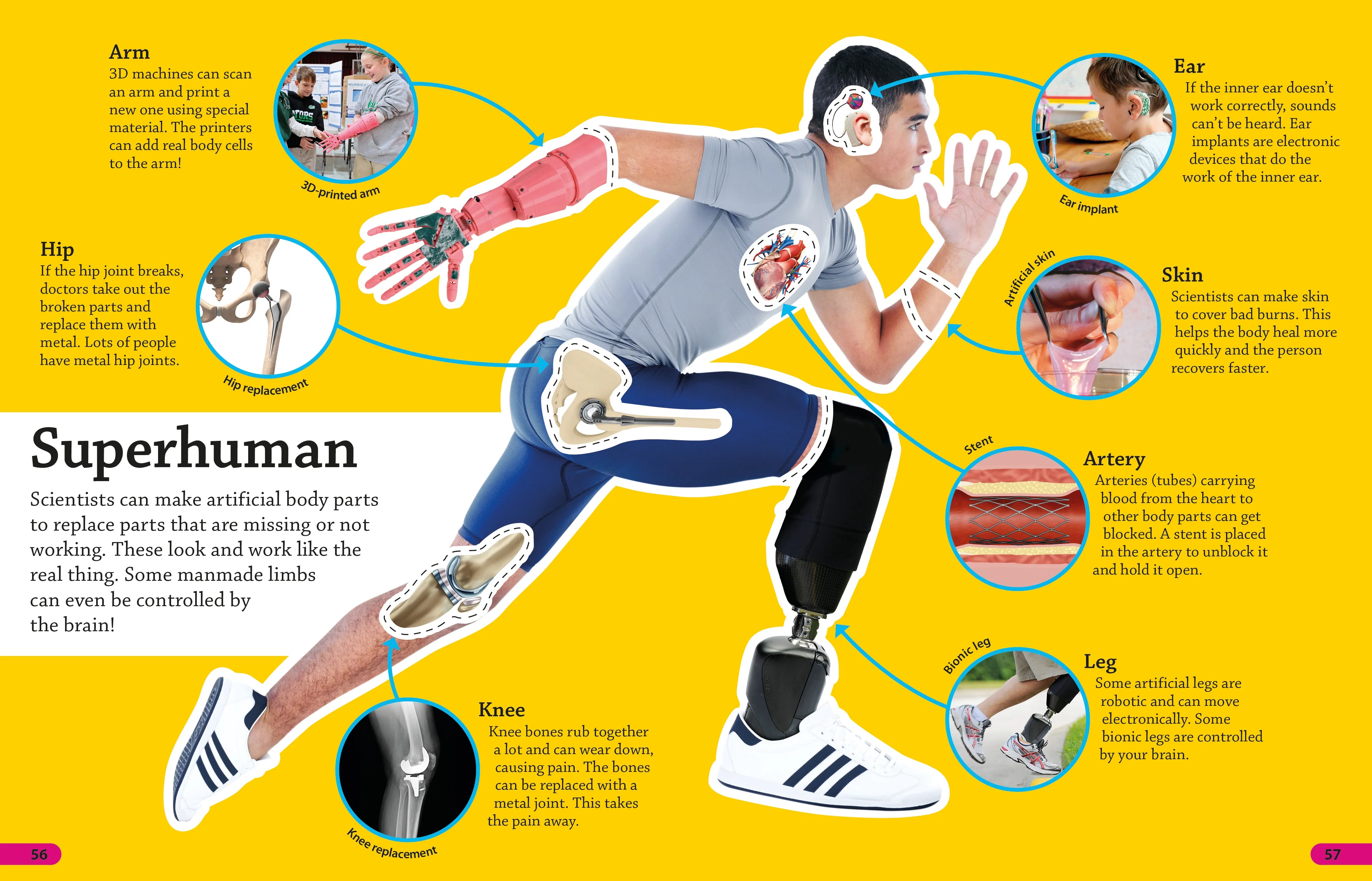 DKfindout! Human Body - Image 4