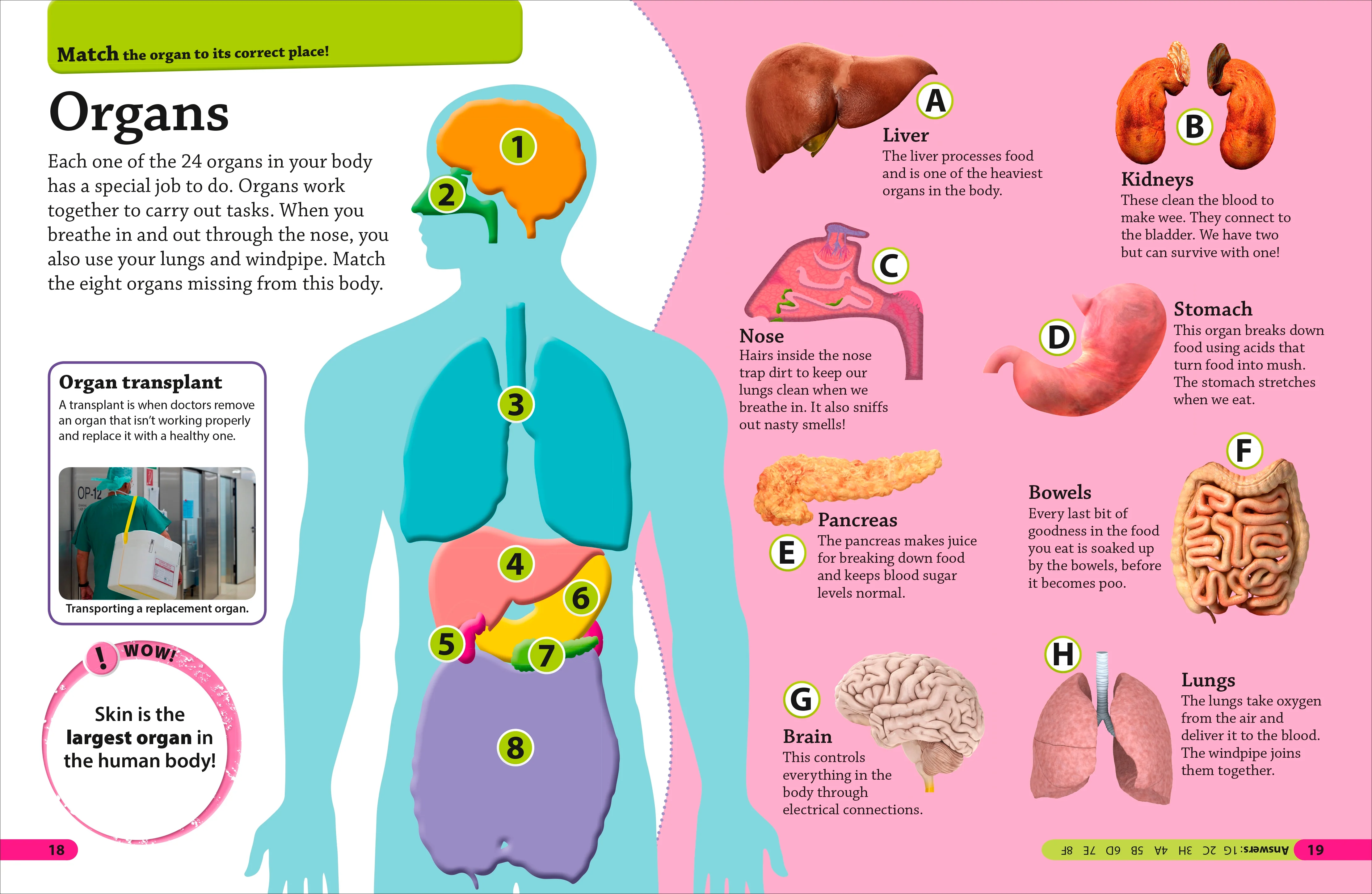 DKfindout! Human Body - Image 5