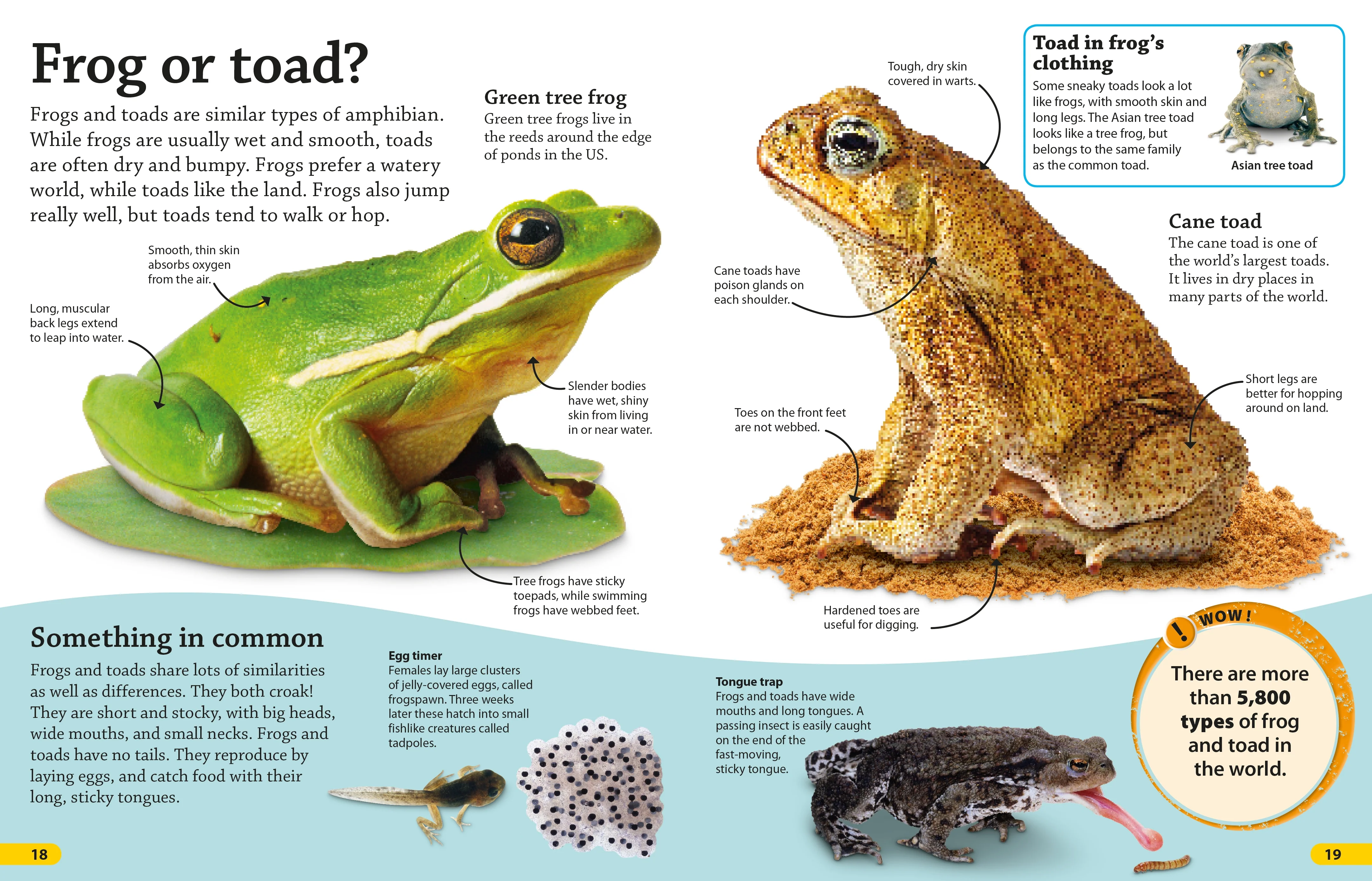 DKfindout! Reptiles and Amphibians - Image 2