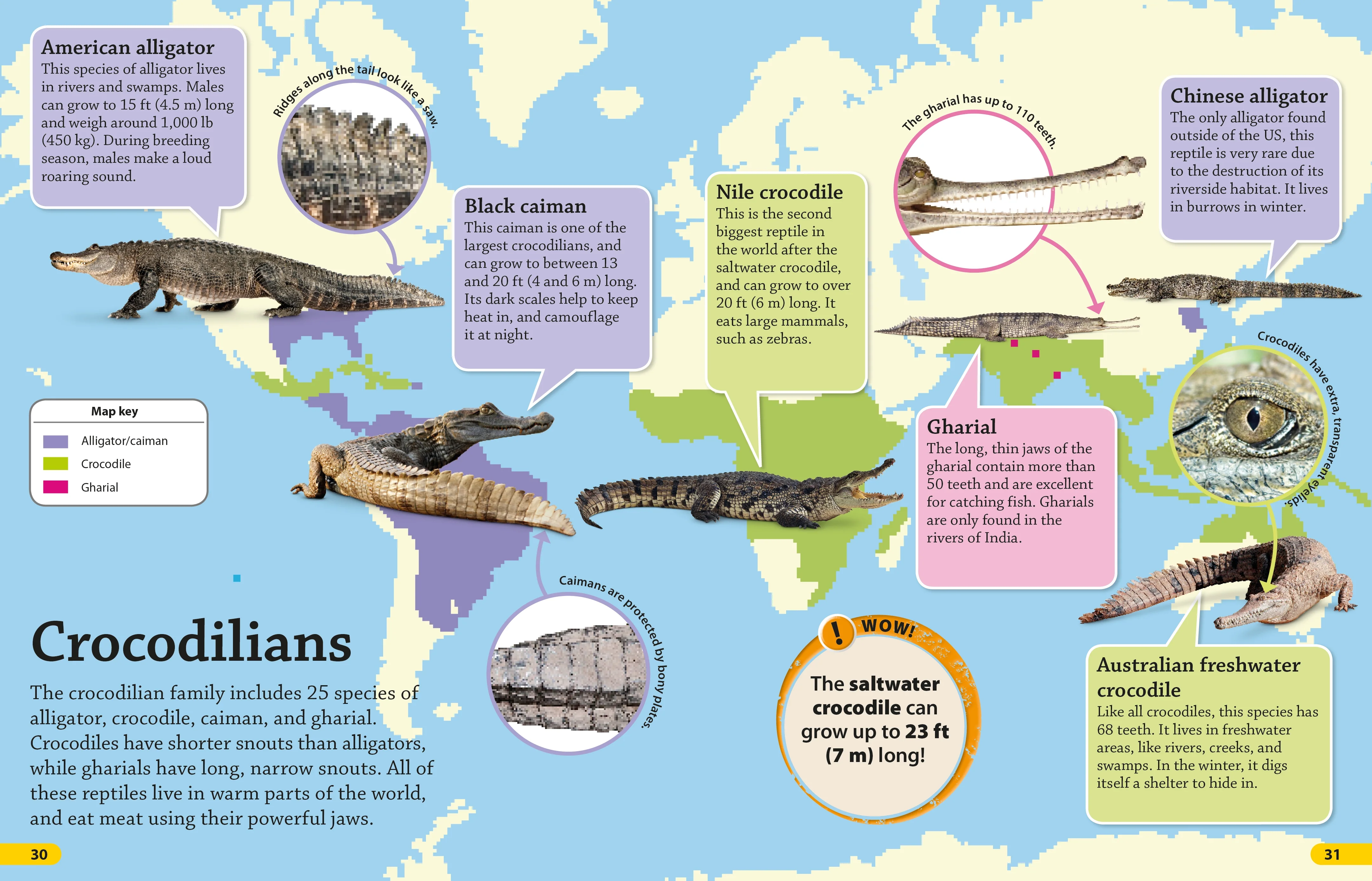 DKfindout! Reptiles and Amphibians - Image 3