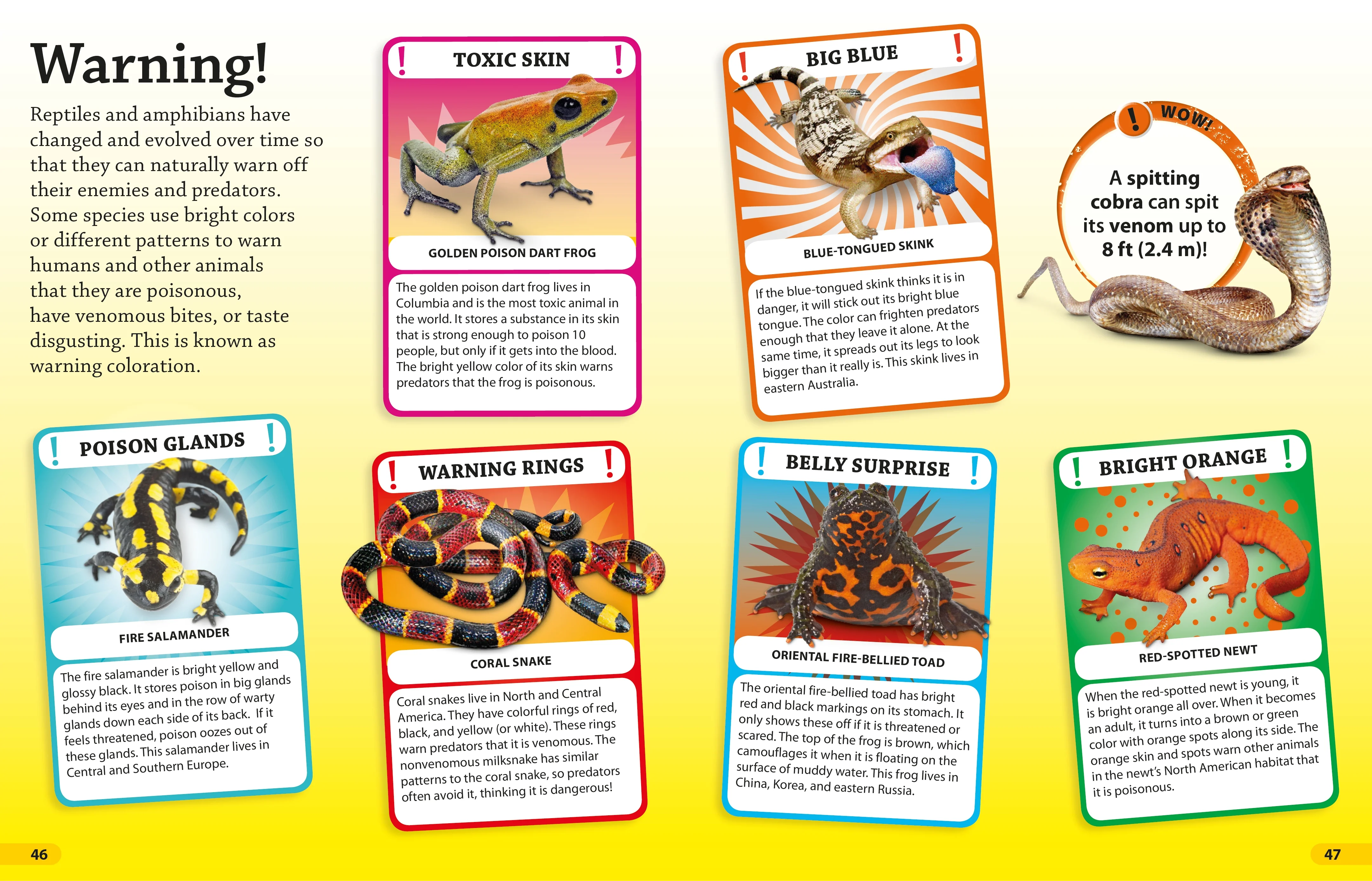 DKfindout! Reptiles and Amphibians - Image 4