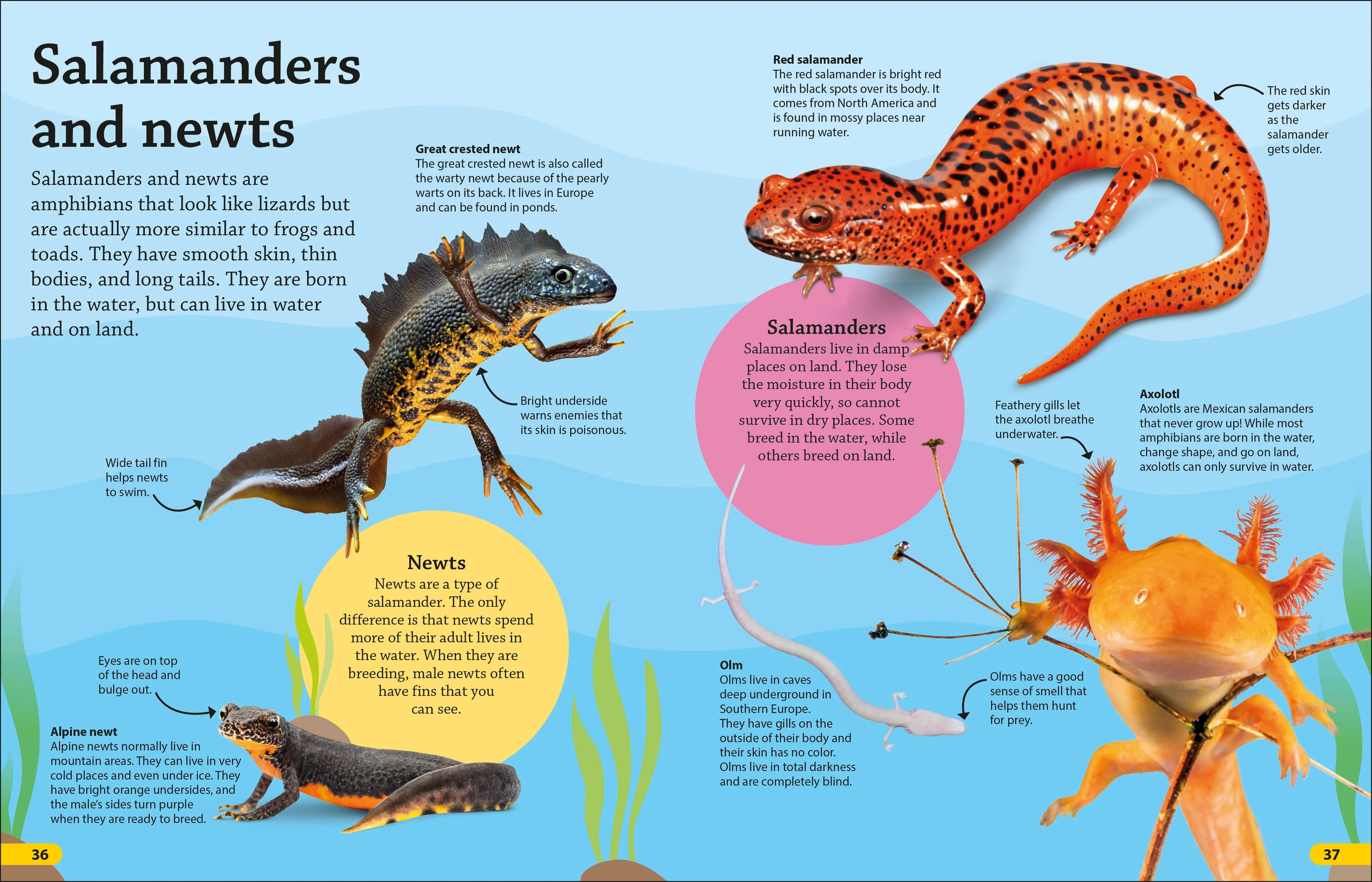 DKfindout! Reptiles and Amphibians - Image 5