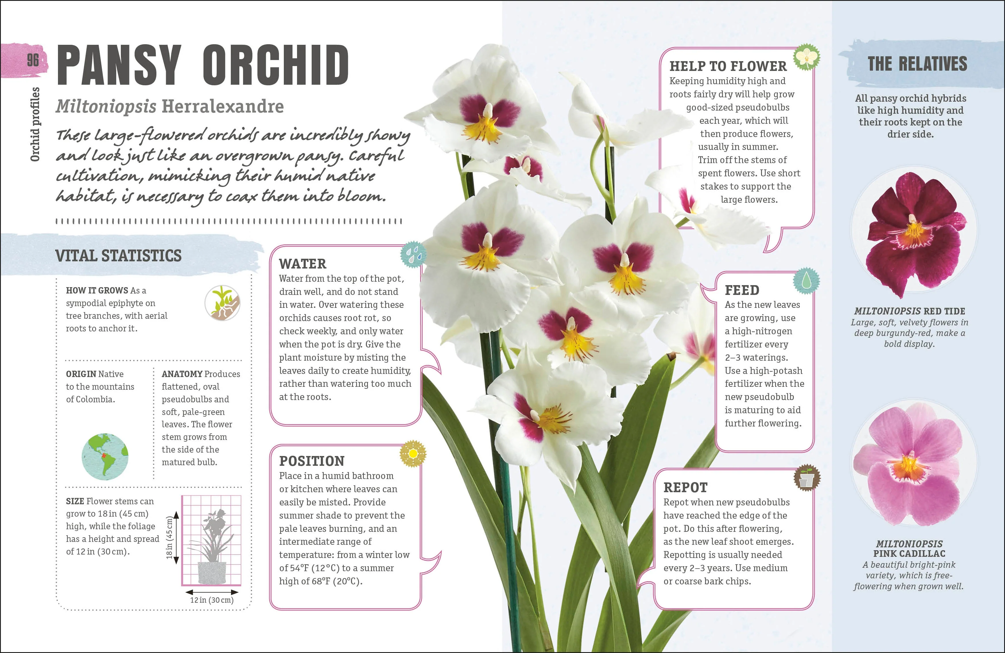 Happy Orchid - Image 3