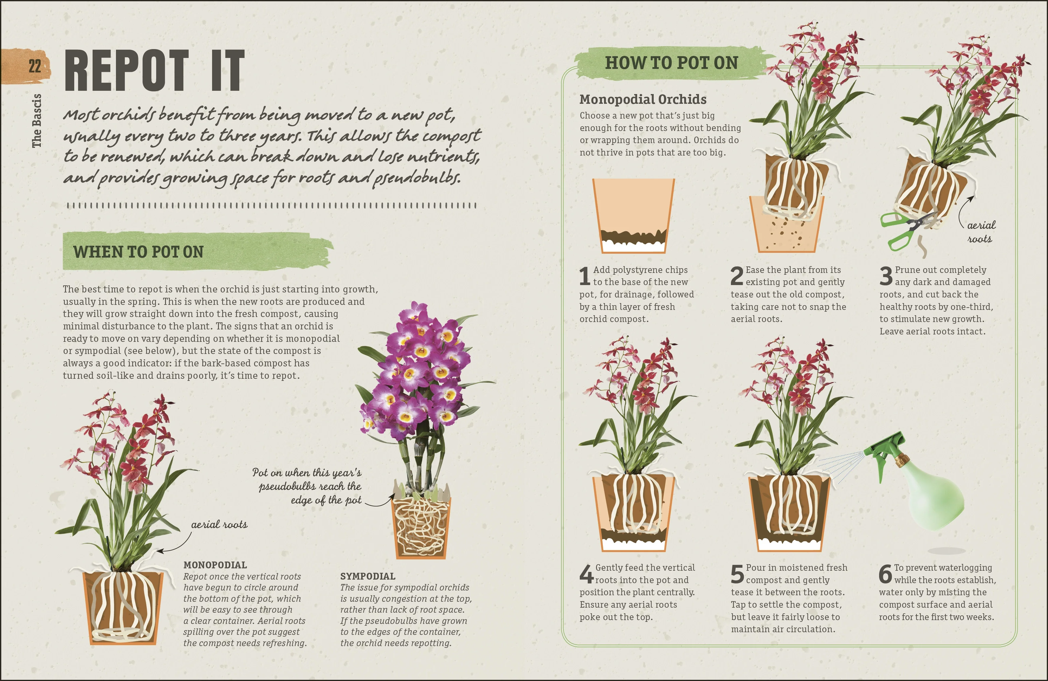 Happy Orchid - Image 5