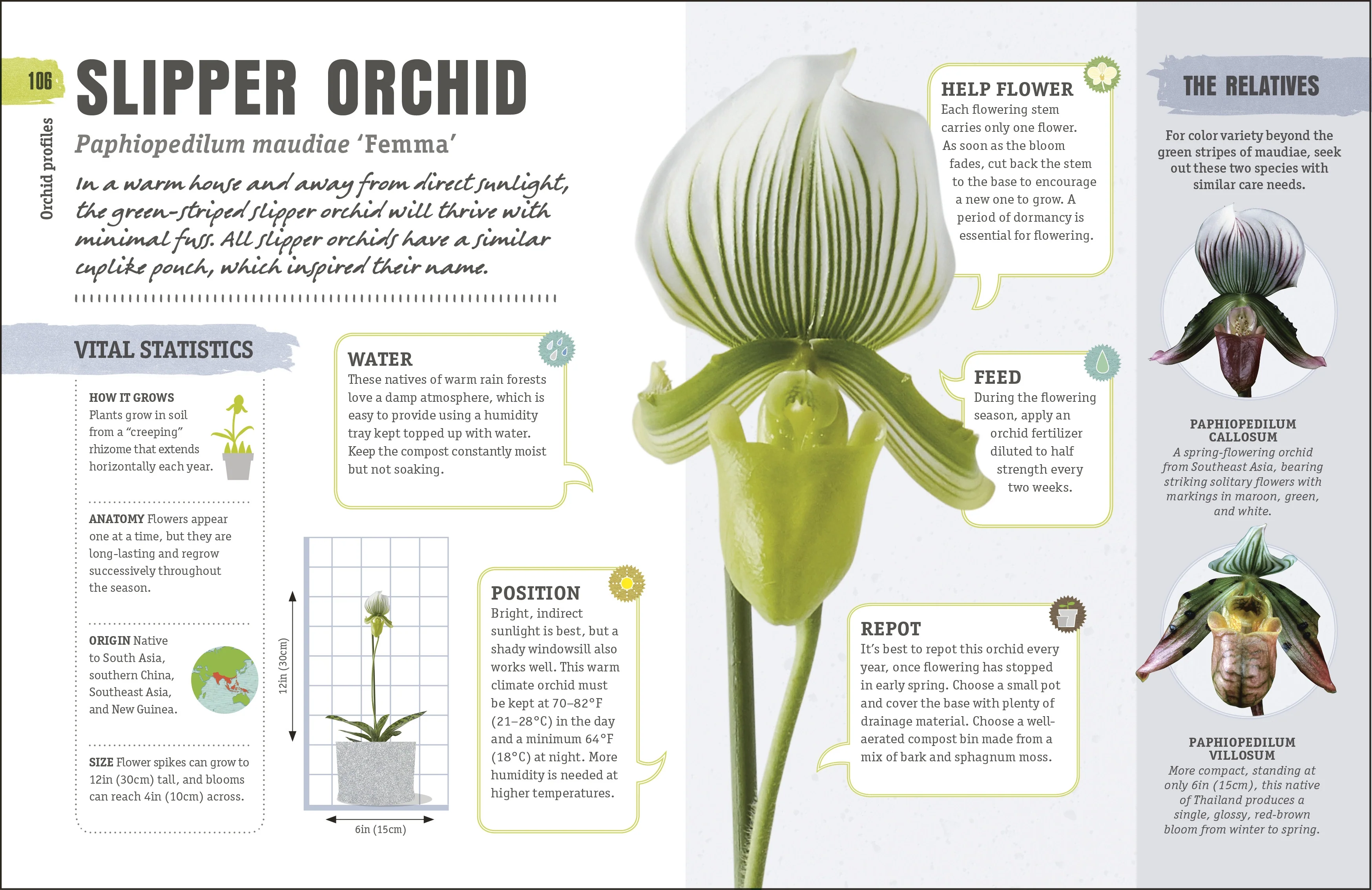 Happy Orchid - Image 6