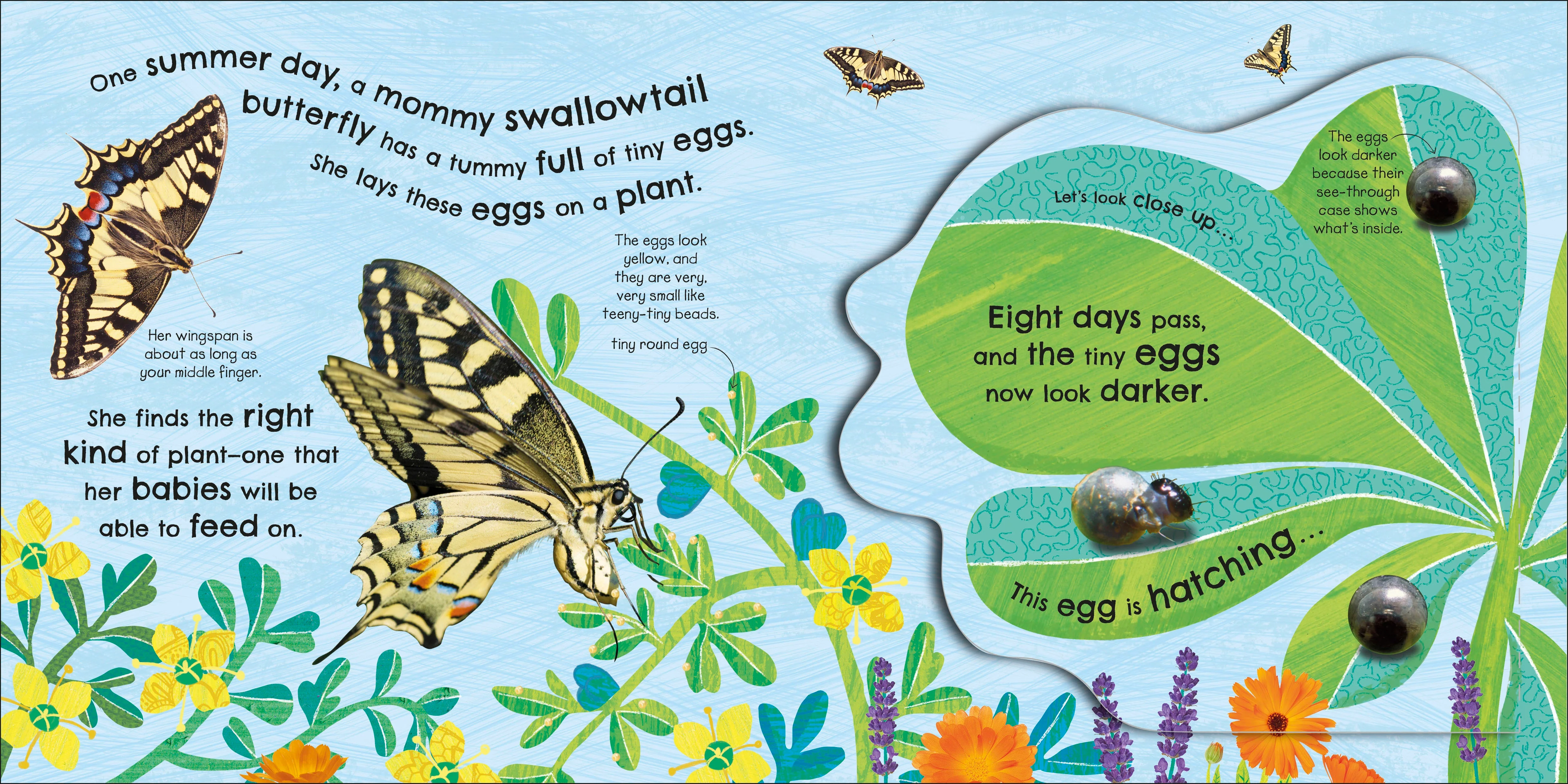 How Does a Butterfly Grow? - Image 2
