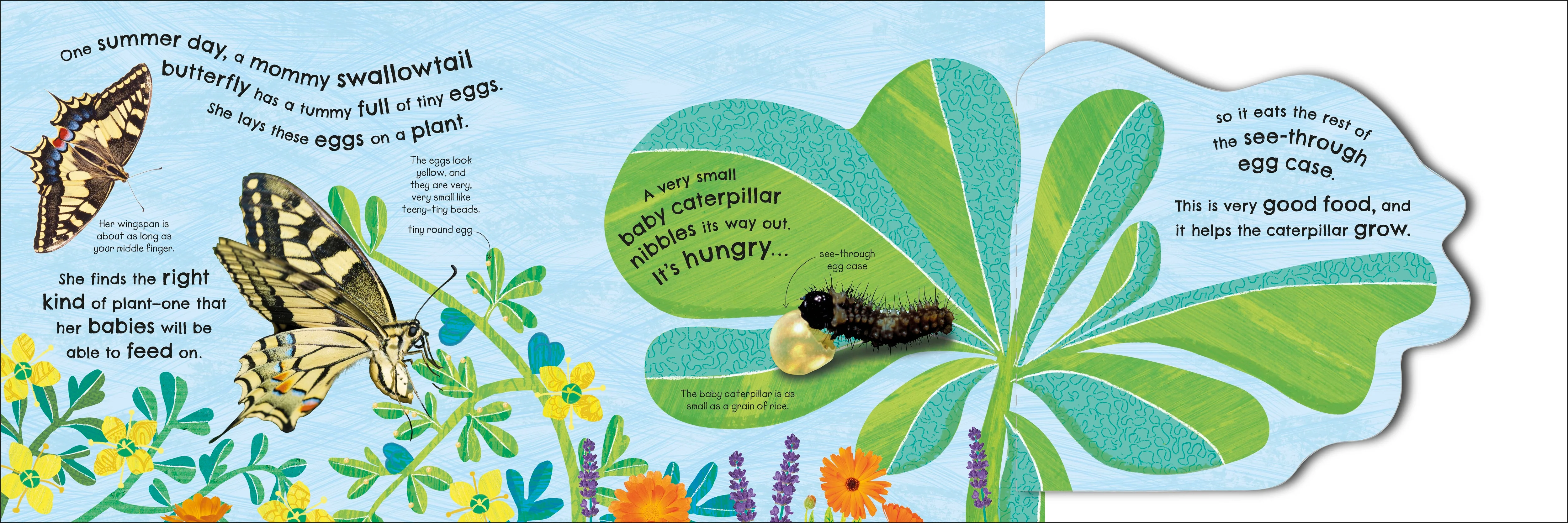 How Does a Butterfly Grow? - Image 3