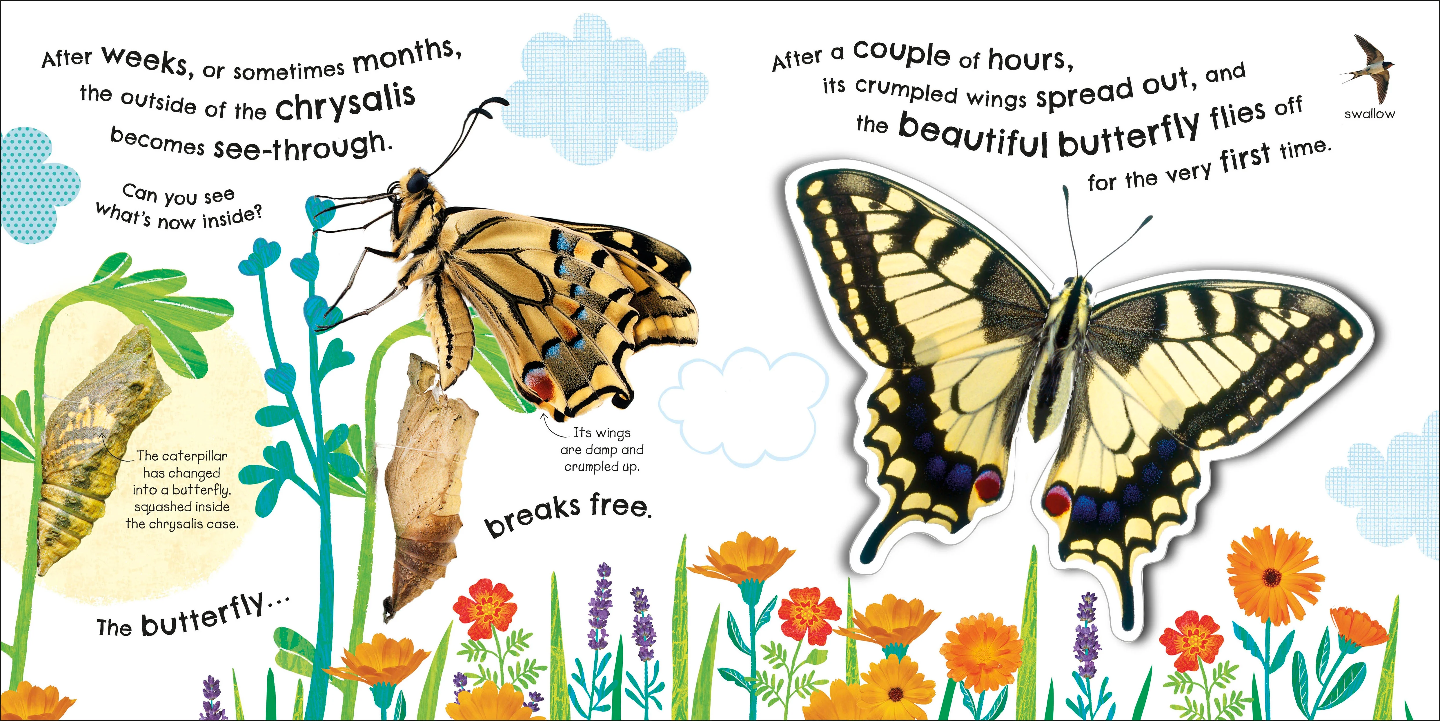 How Does a Butterfly Grow? - Image 5