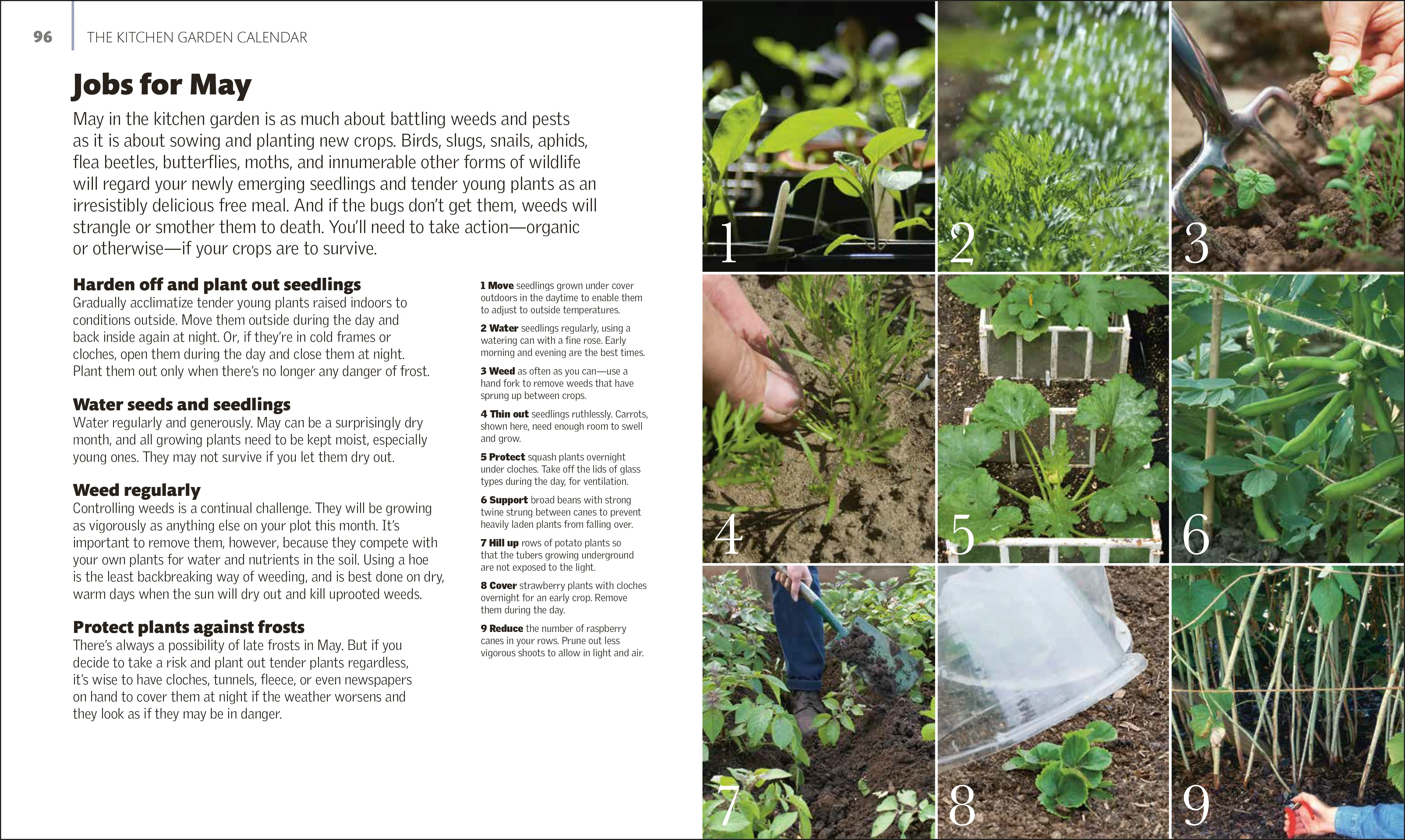 The Kitchen Garden - Image 3
