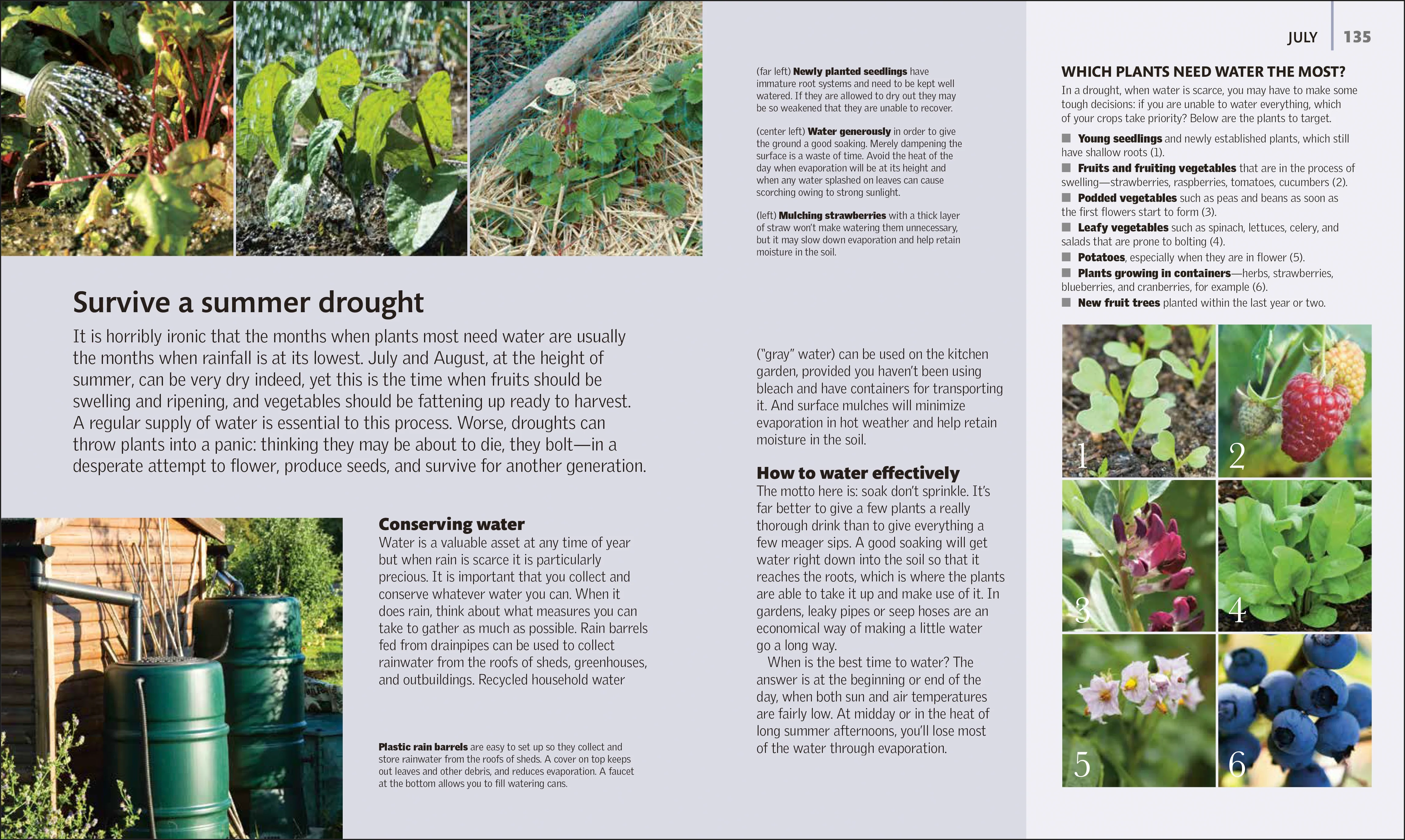 The Kitchen Garden - Image 4