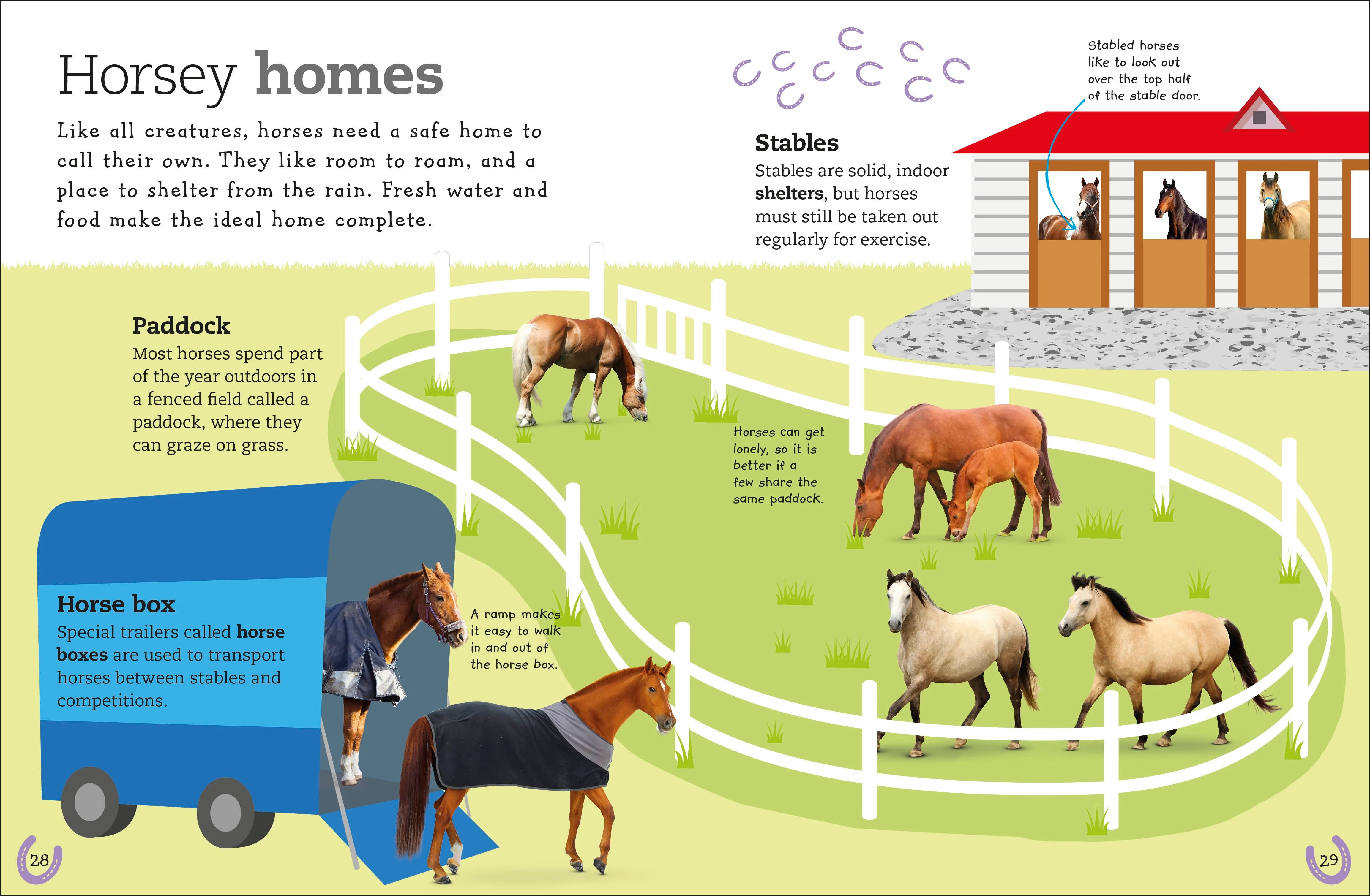 The Everything Book of Horses and Ponies - Image 2