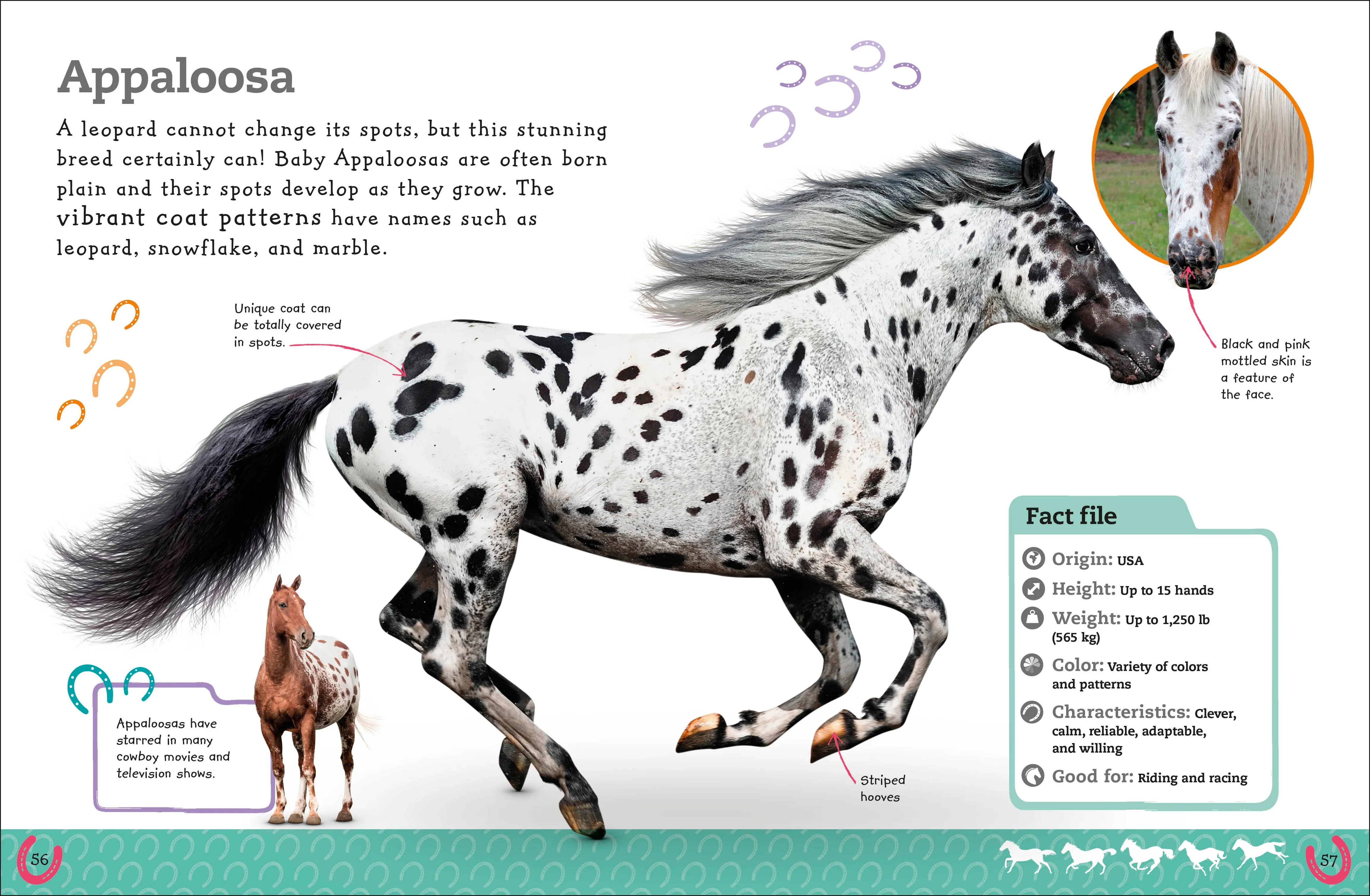 The Everything Book of Horses and Ponies - Image 4