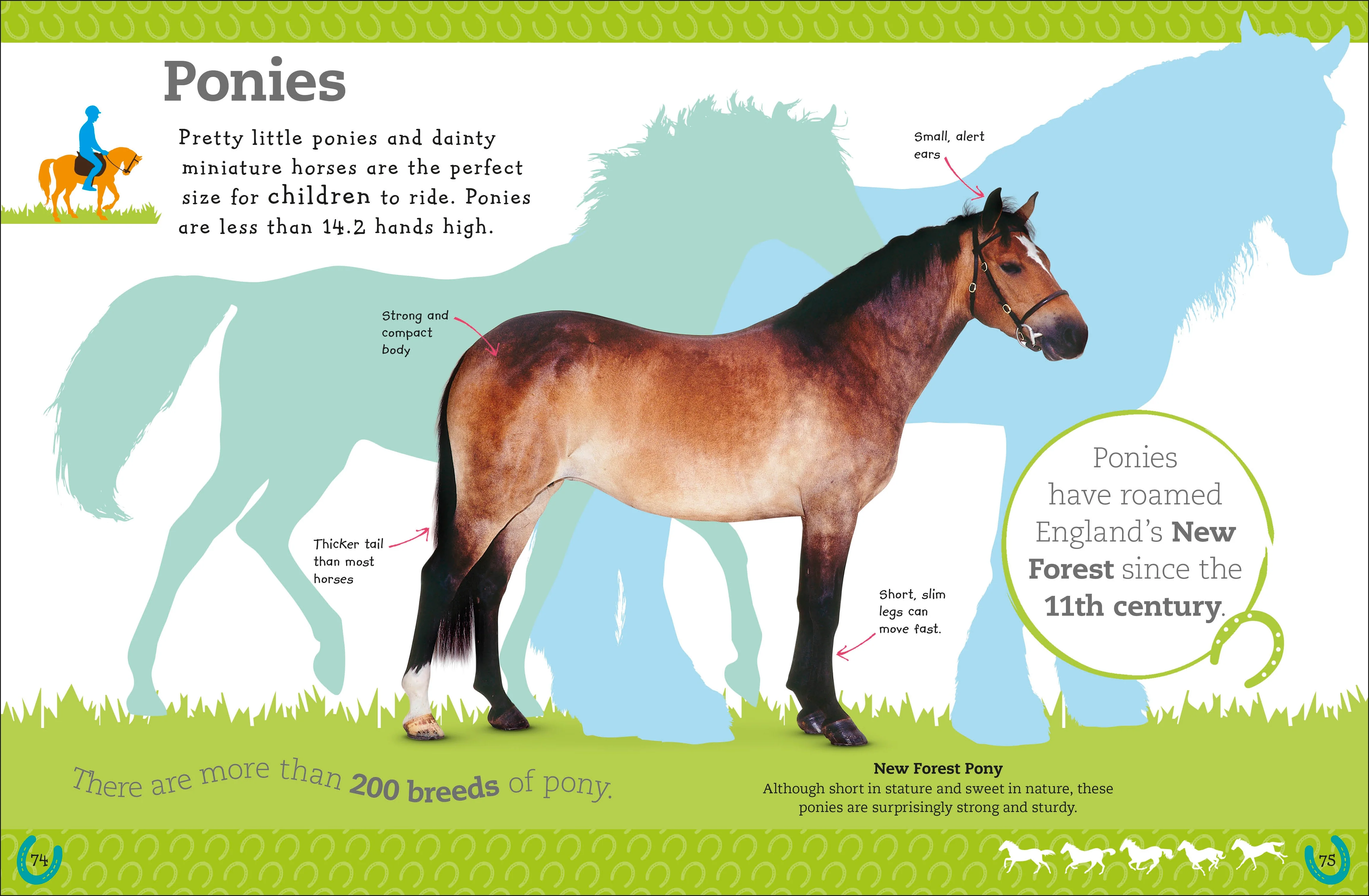 The Everything Book of Horses and Ponies - Image 5