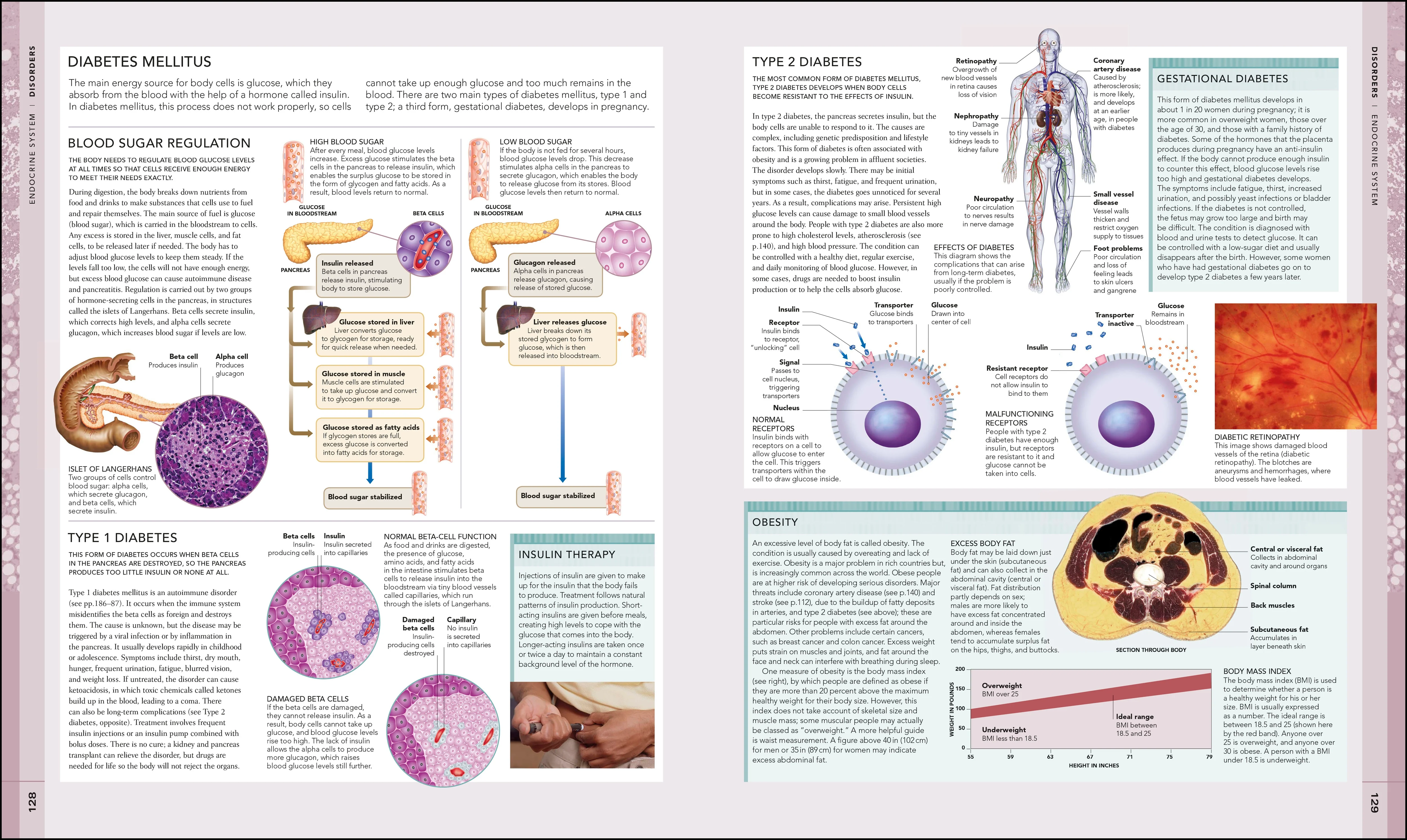 The Human Body Book - Image 4