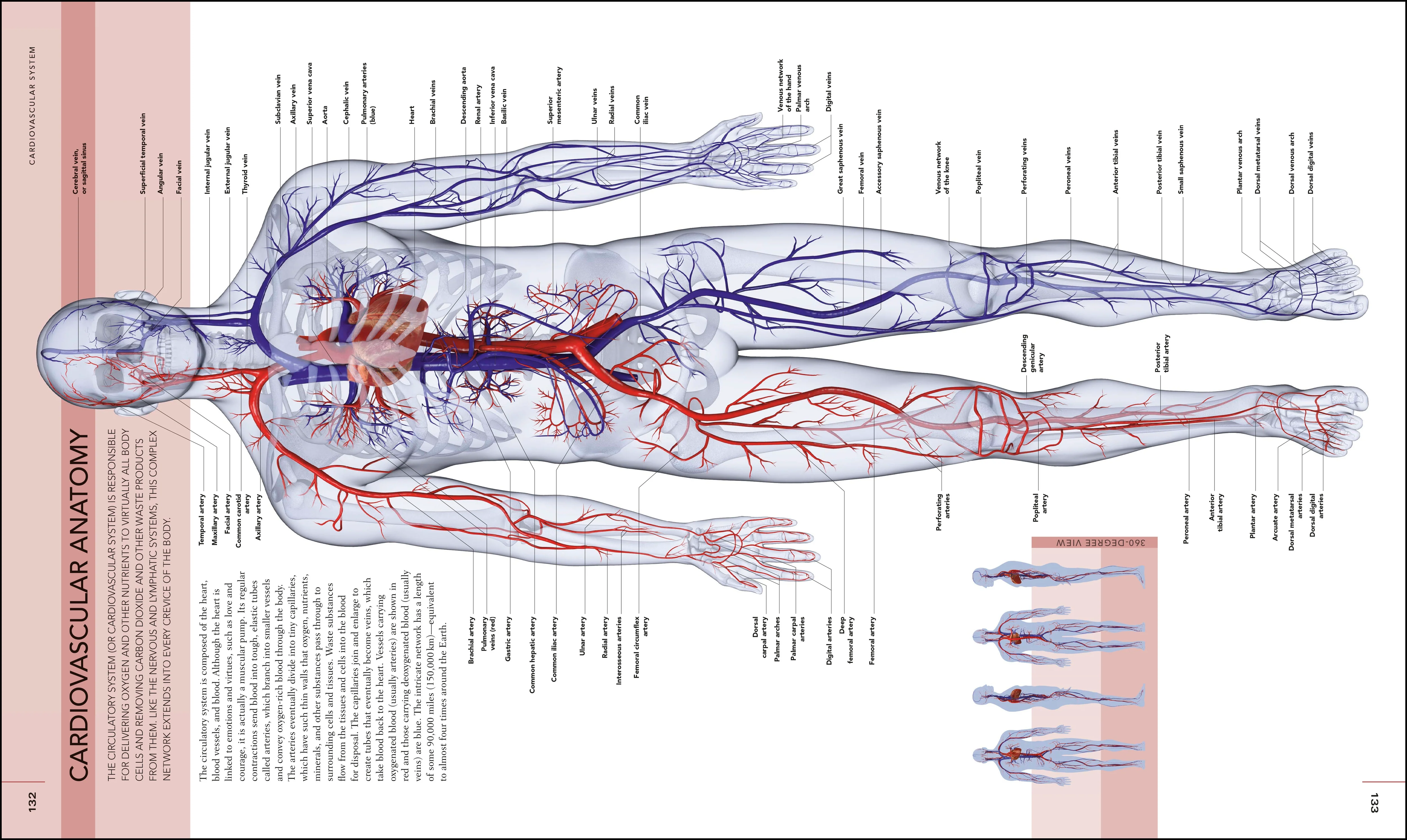 The Human Body Book - Image 5