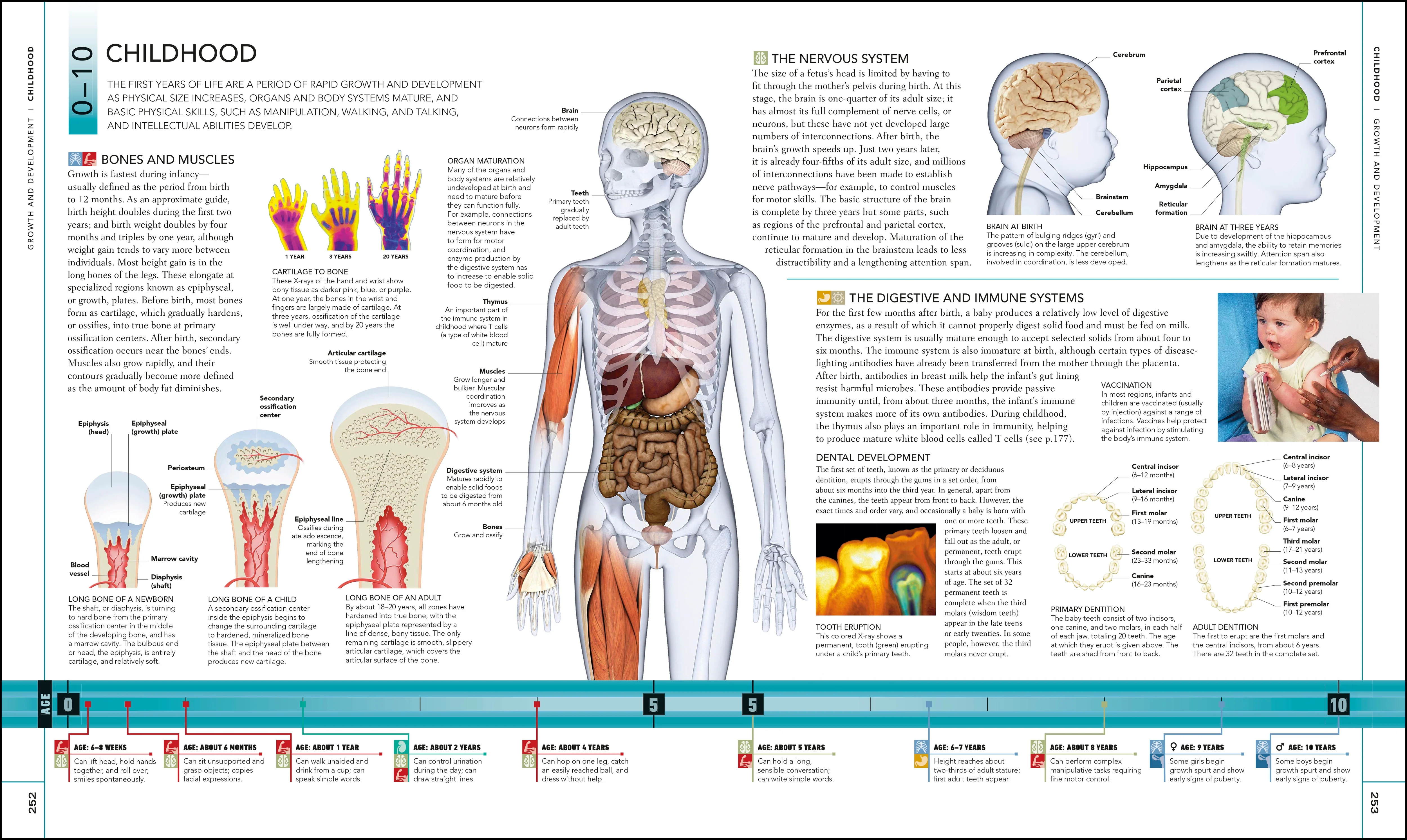 The Human Body Book - Image 8