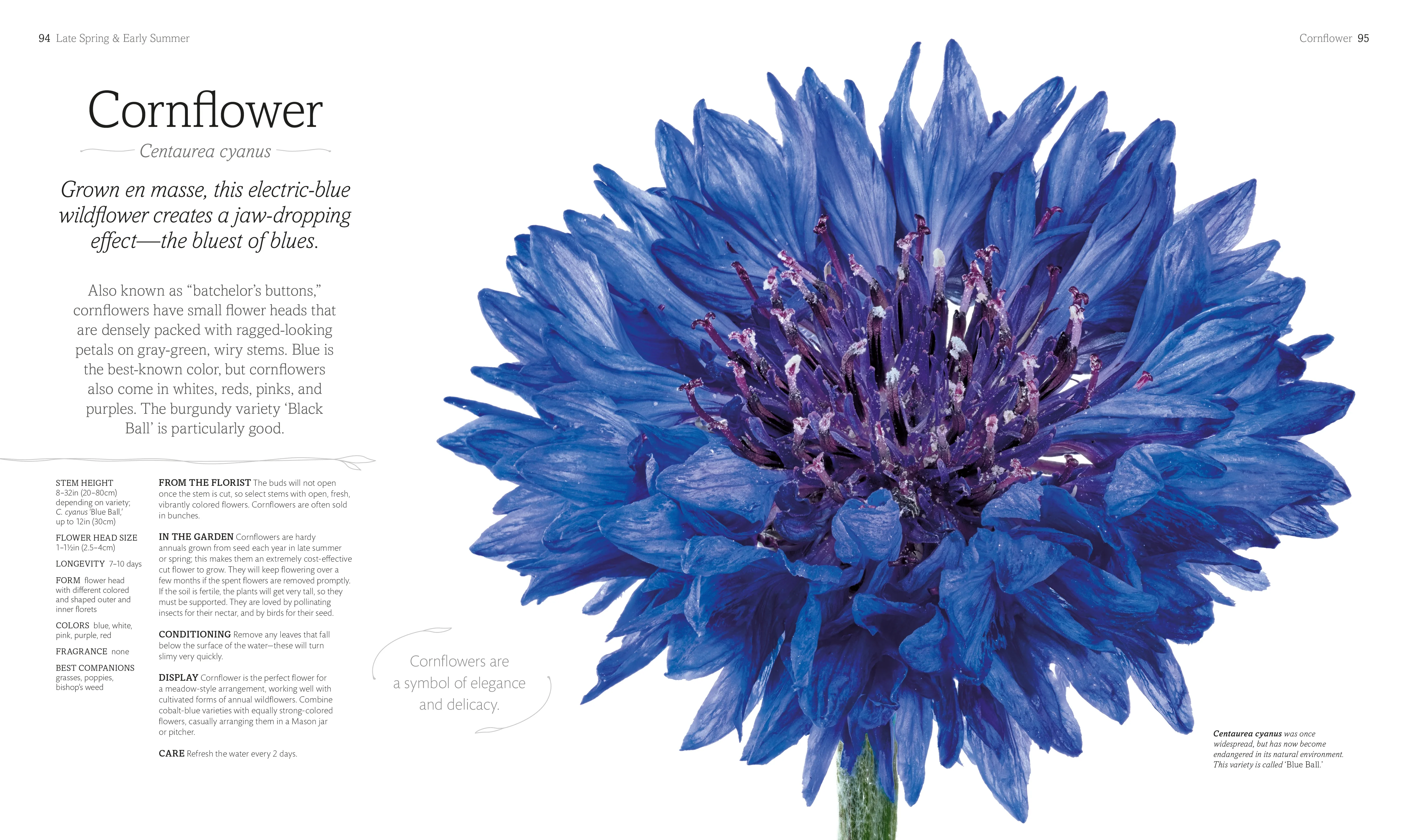 The Flower Book - Image 2