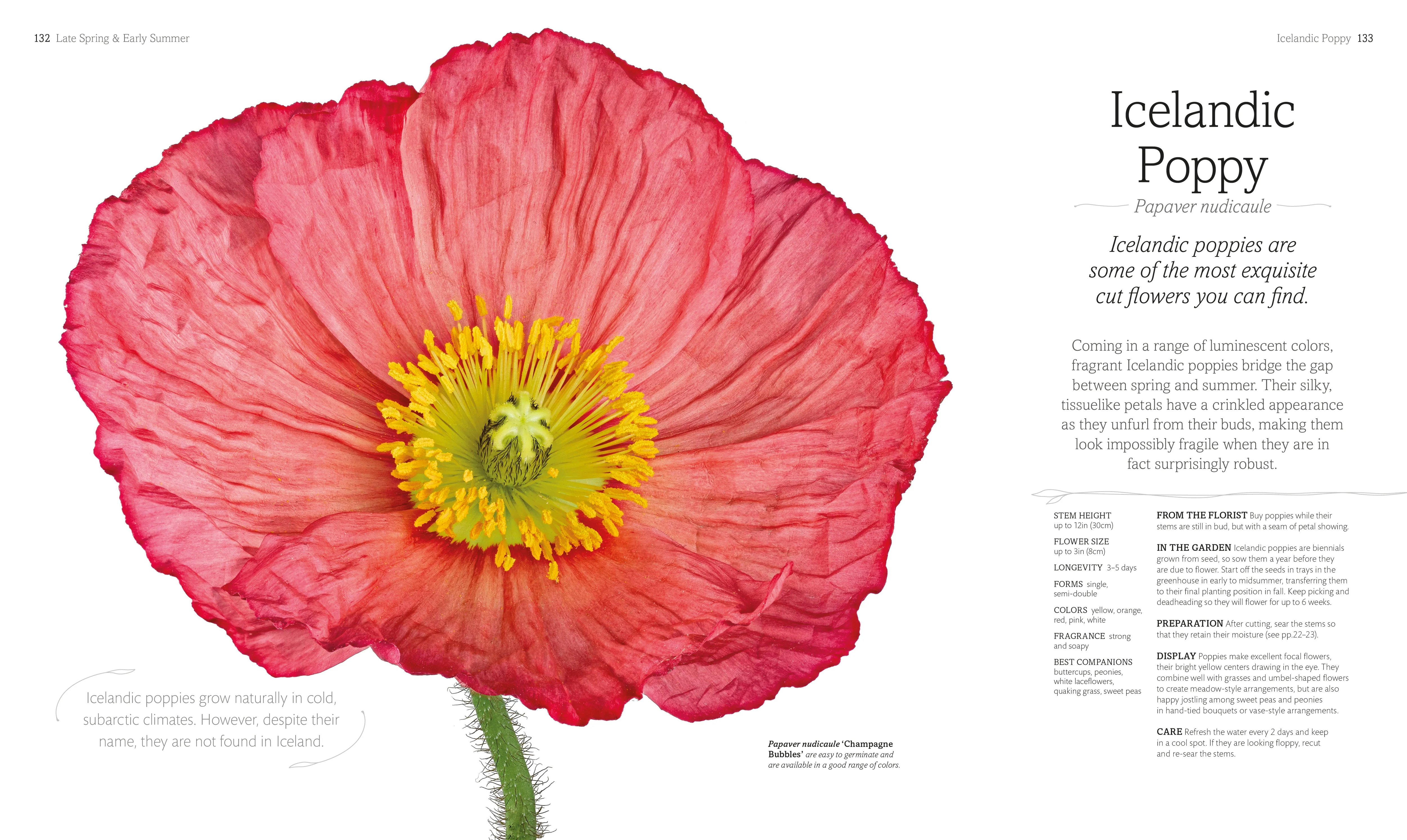 The Flower Book - Image 3