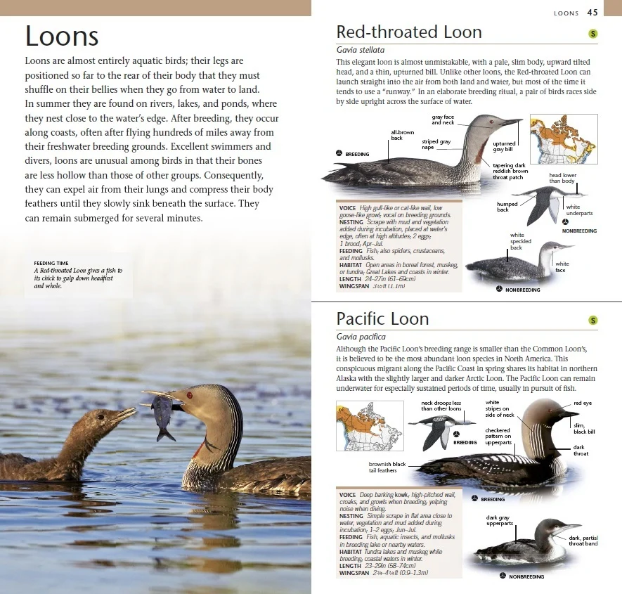 Pocket Birds of Canada - Image 2