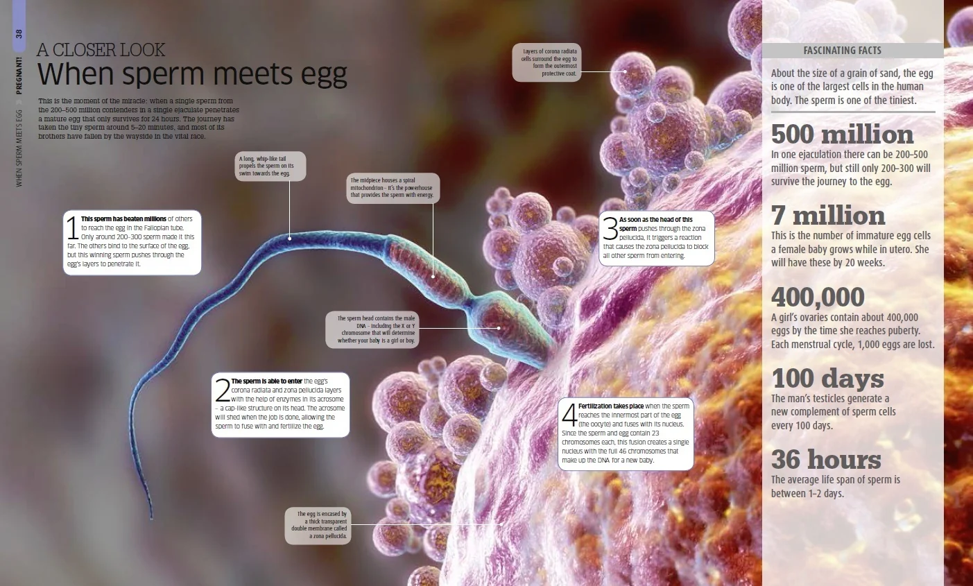 Pregnancy Encyclopedia - Image 2