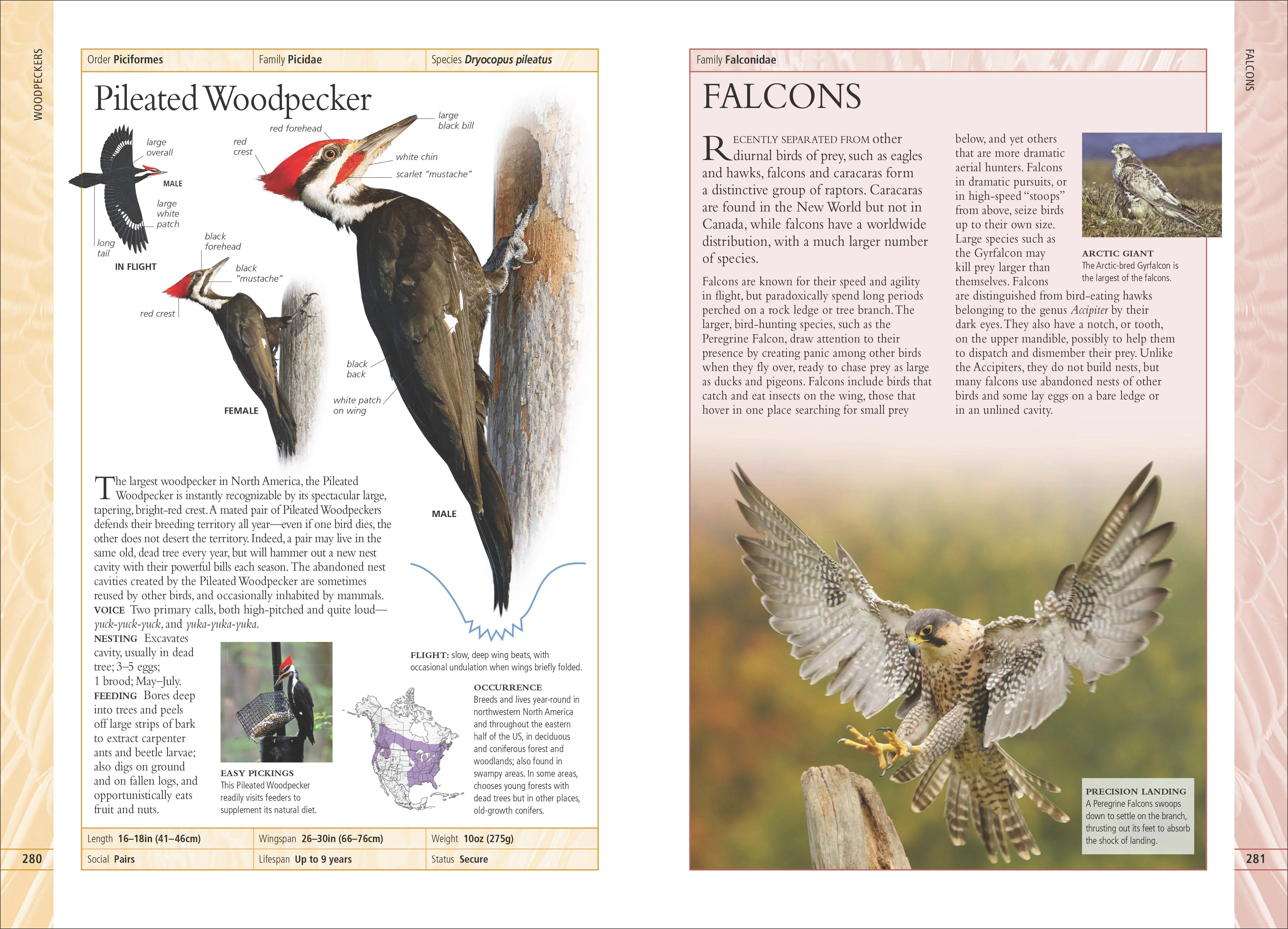 Birds of Canada 2nd Edition - Image 2