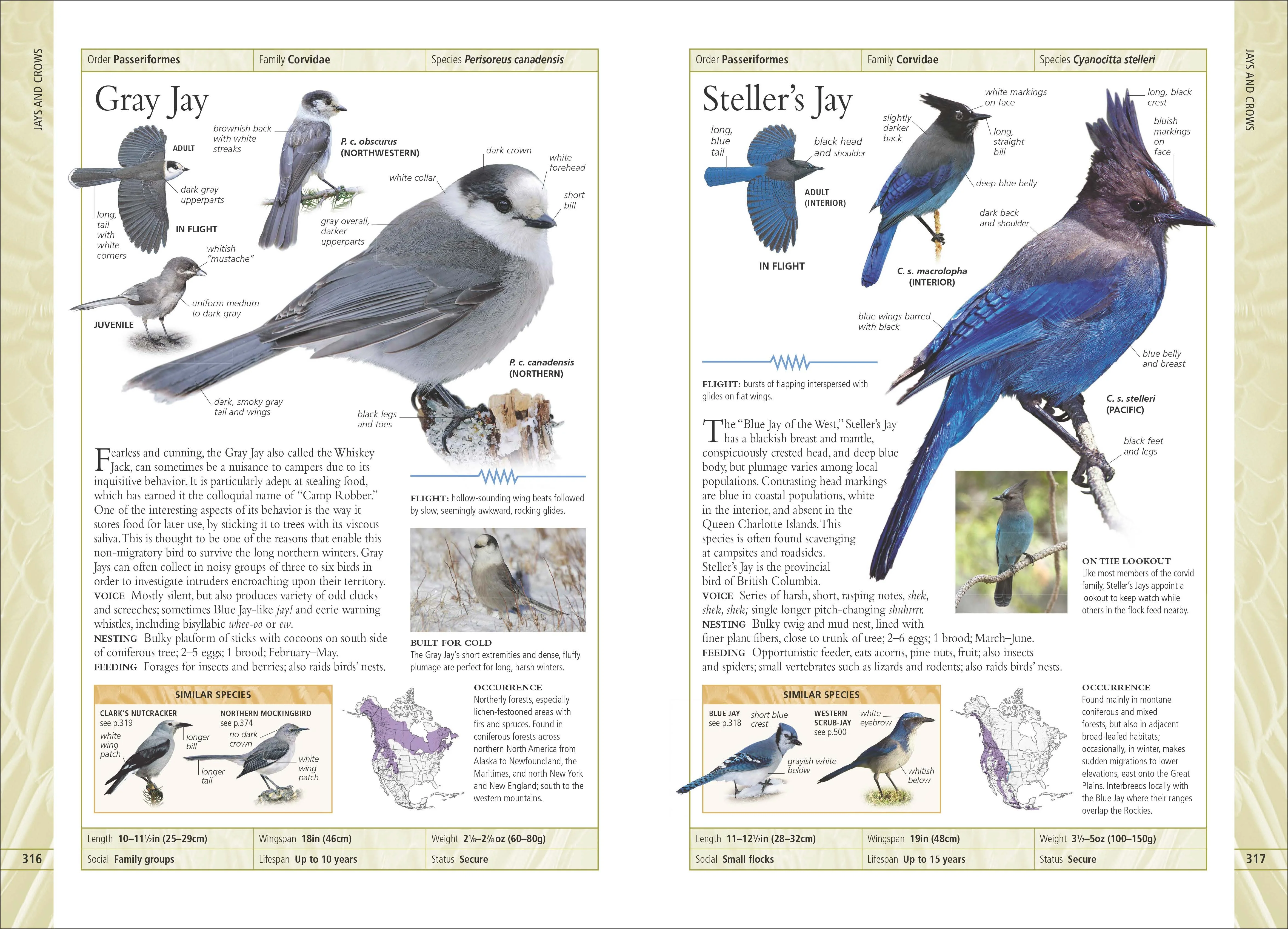Birds of Canada 2nd Edition - Image 3
