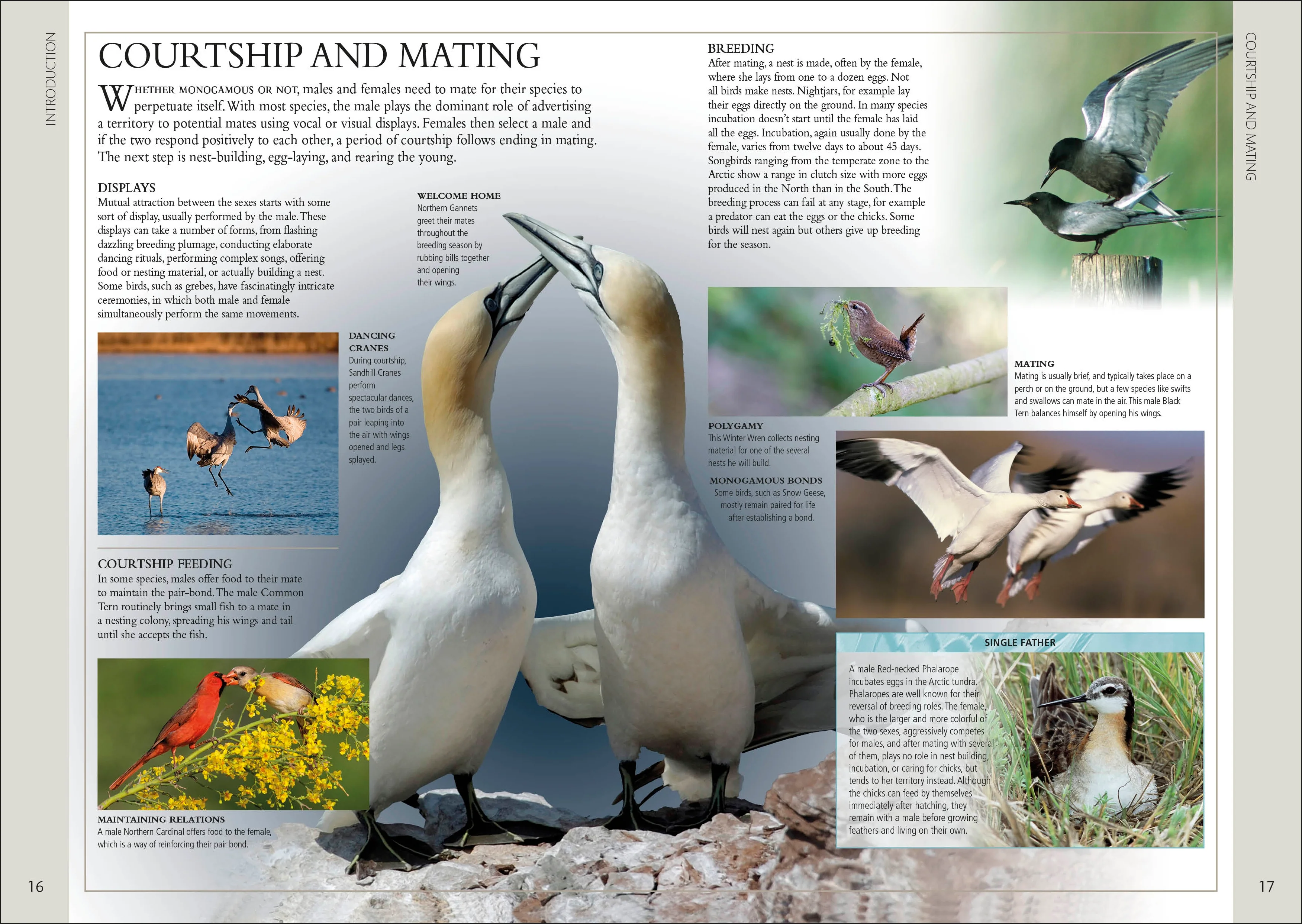 Birds of Eastern Canada 2nd Edition - Image 2