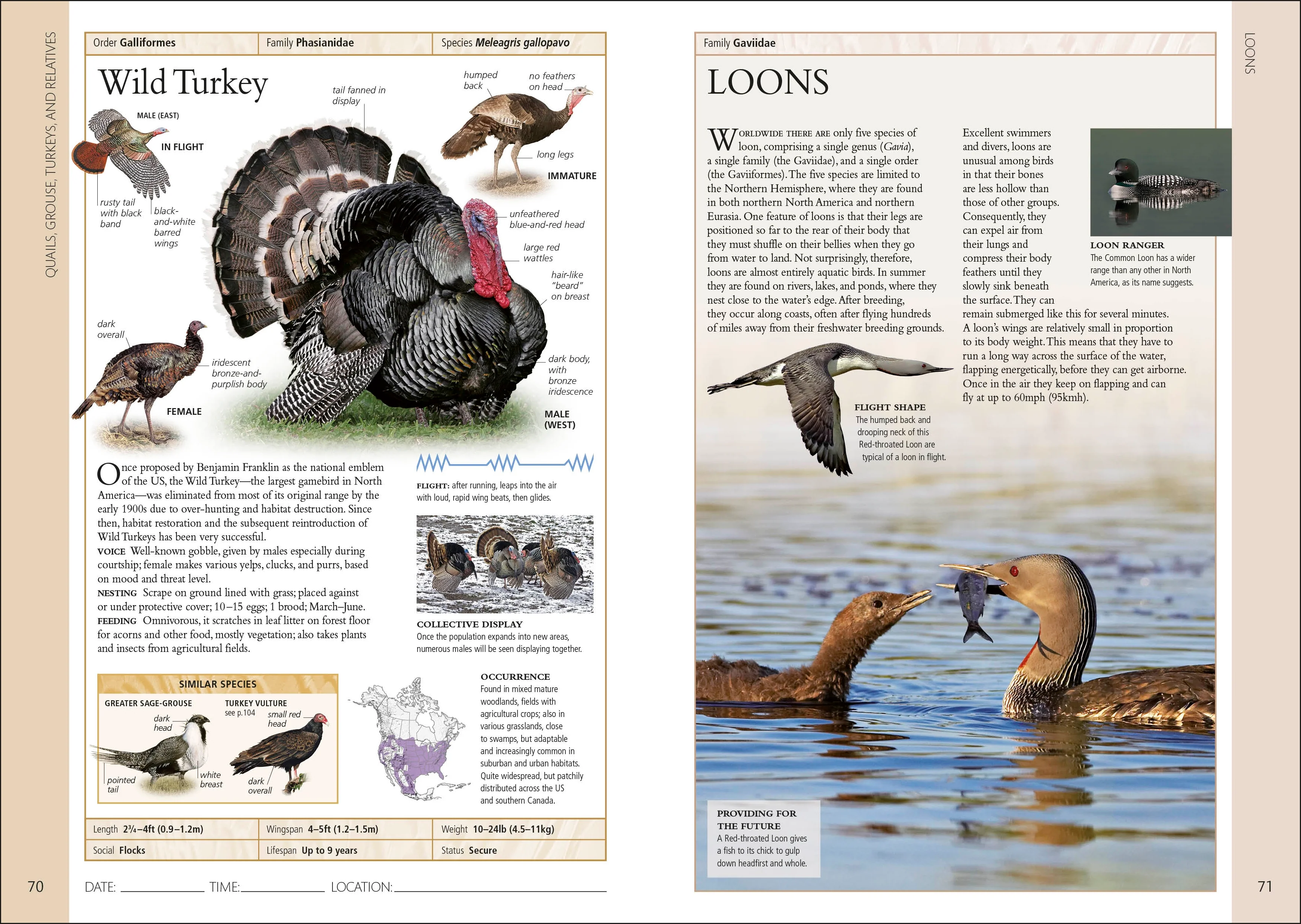 Birds of Eastern Canada 2nd Edition - Image 3
