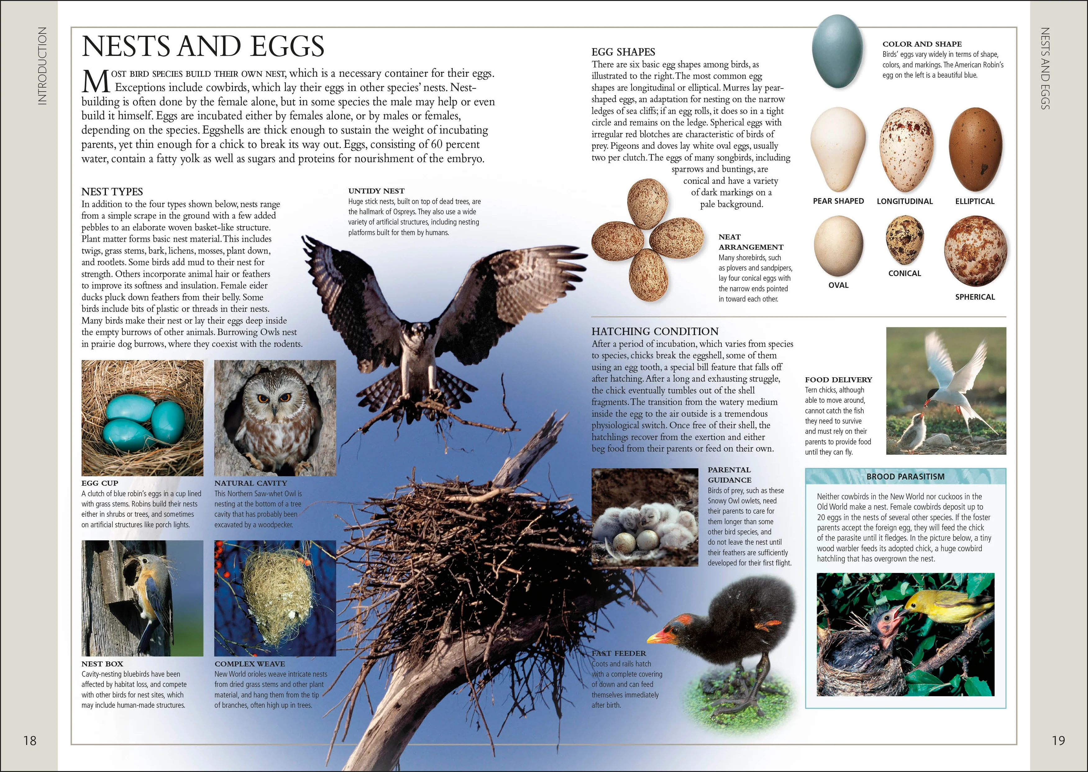 Birds of Western Canada 2nd Edition - Image 2