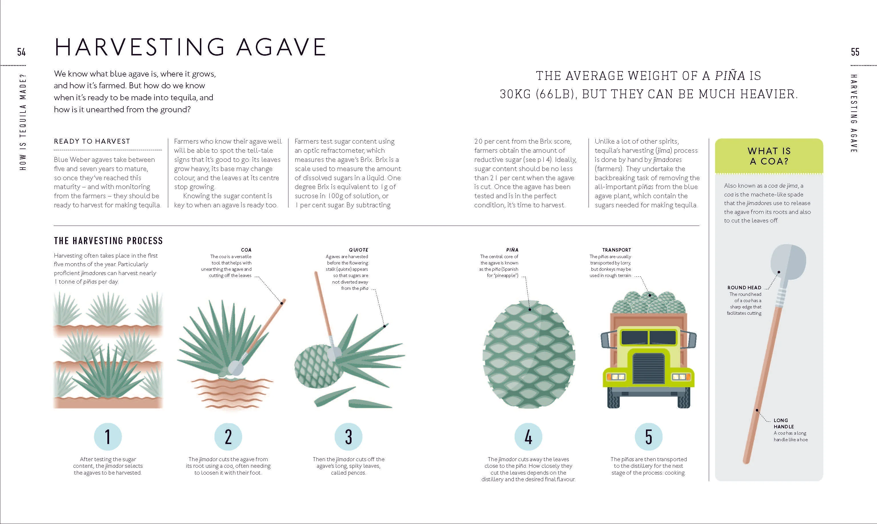Tequila: A Tasting Course - Image 4