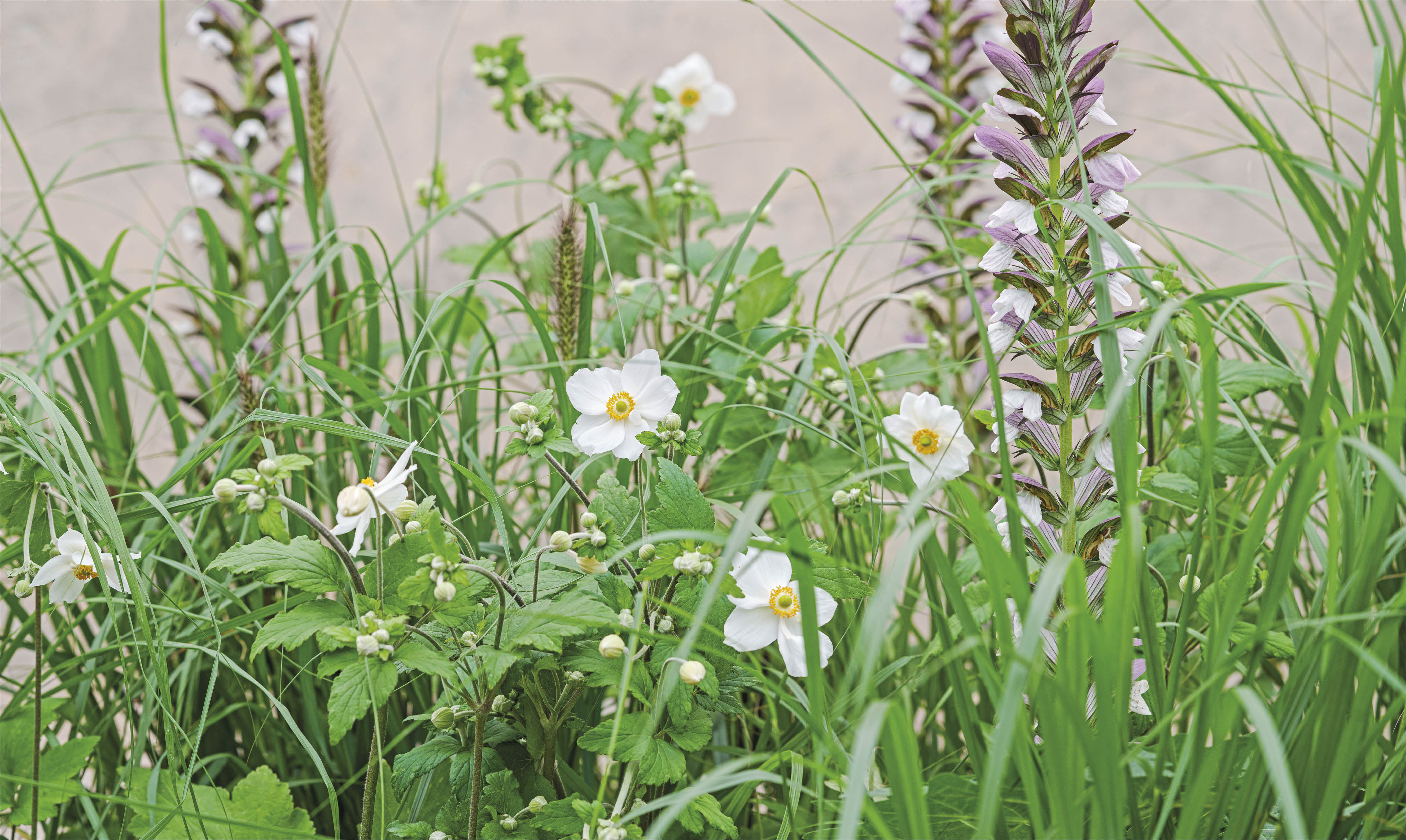 What Grows Together - Image 6