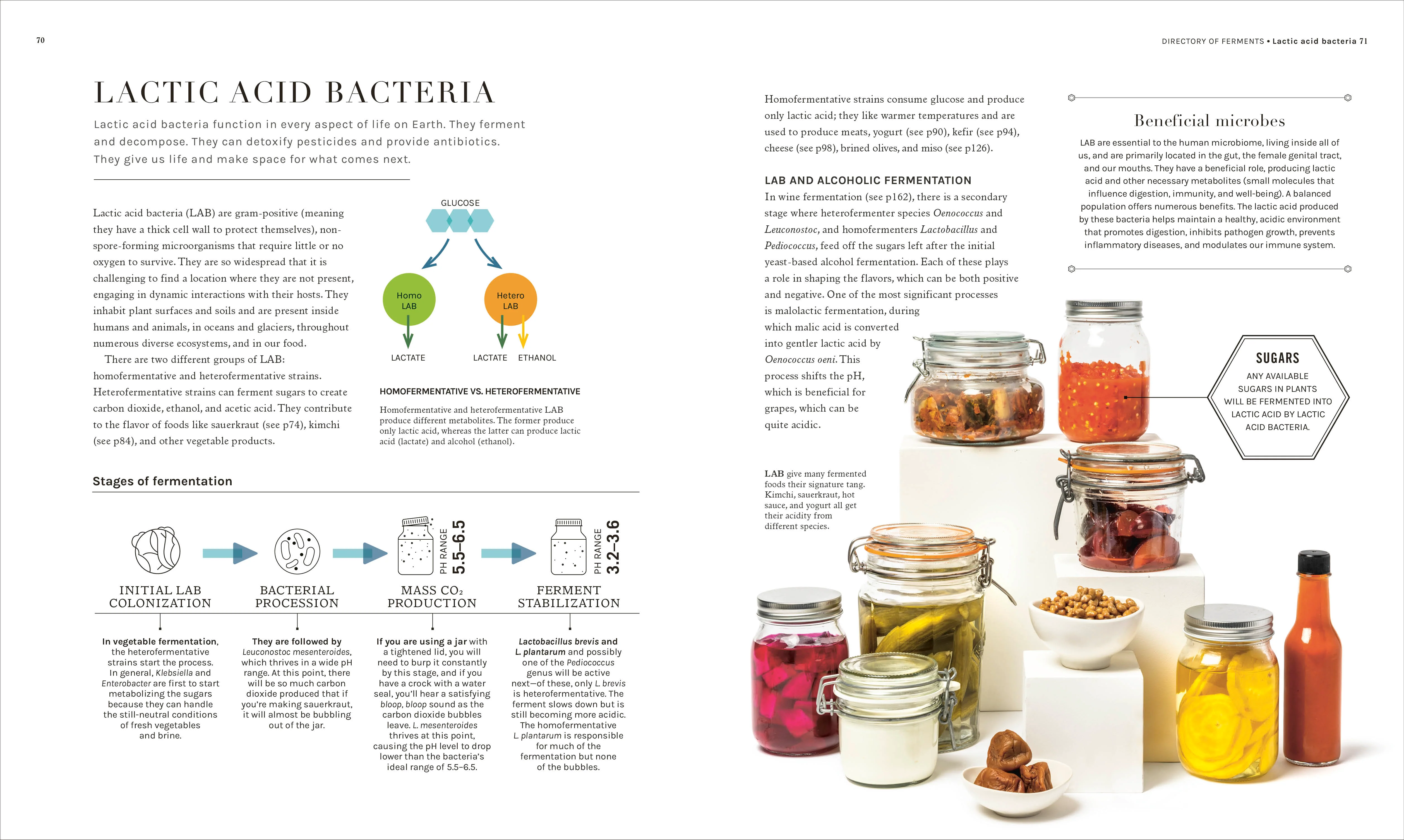 The Science of Fermentation - Image 4
