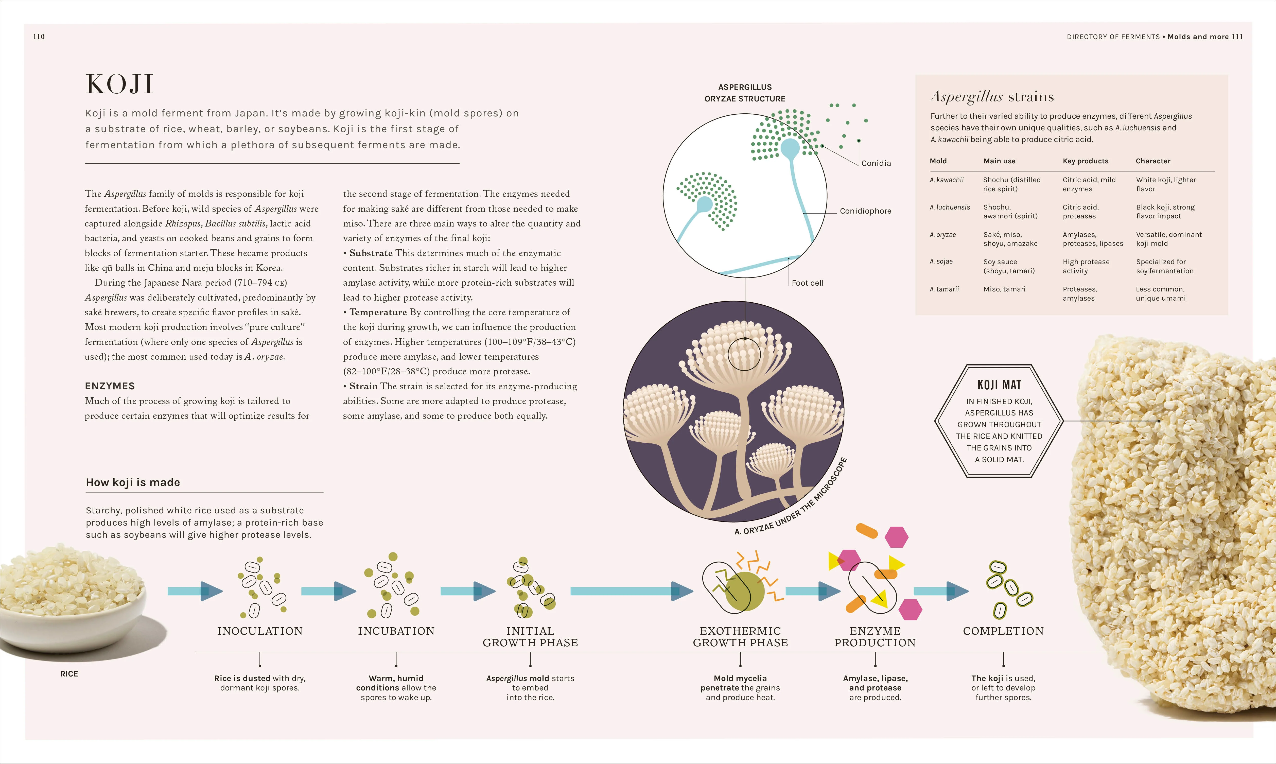 The Science of Fermentation - Image 7