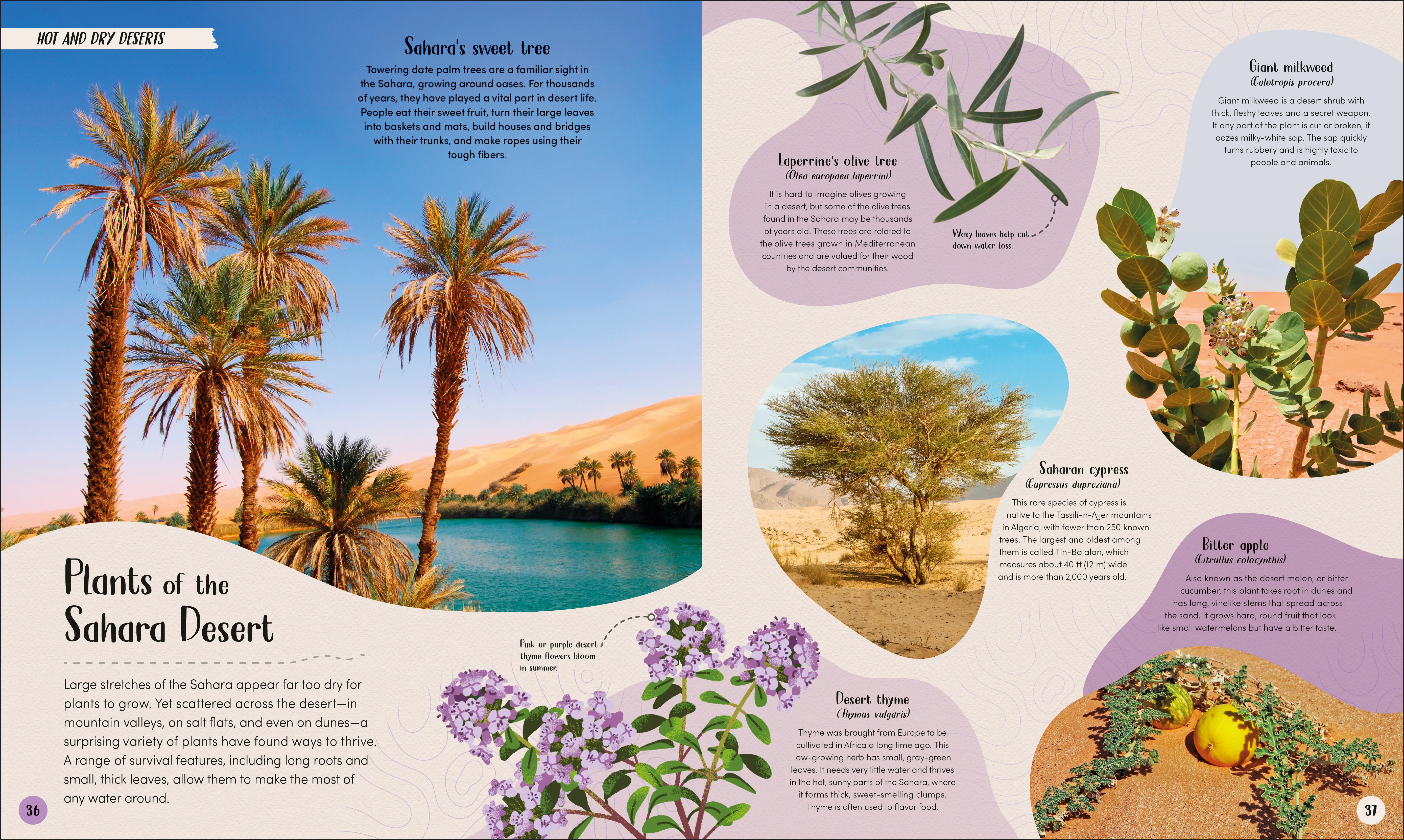 Desert - Image 2