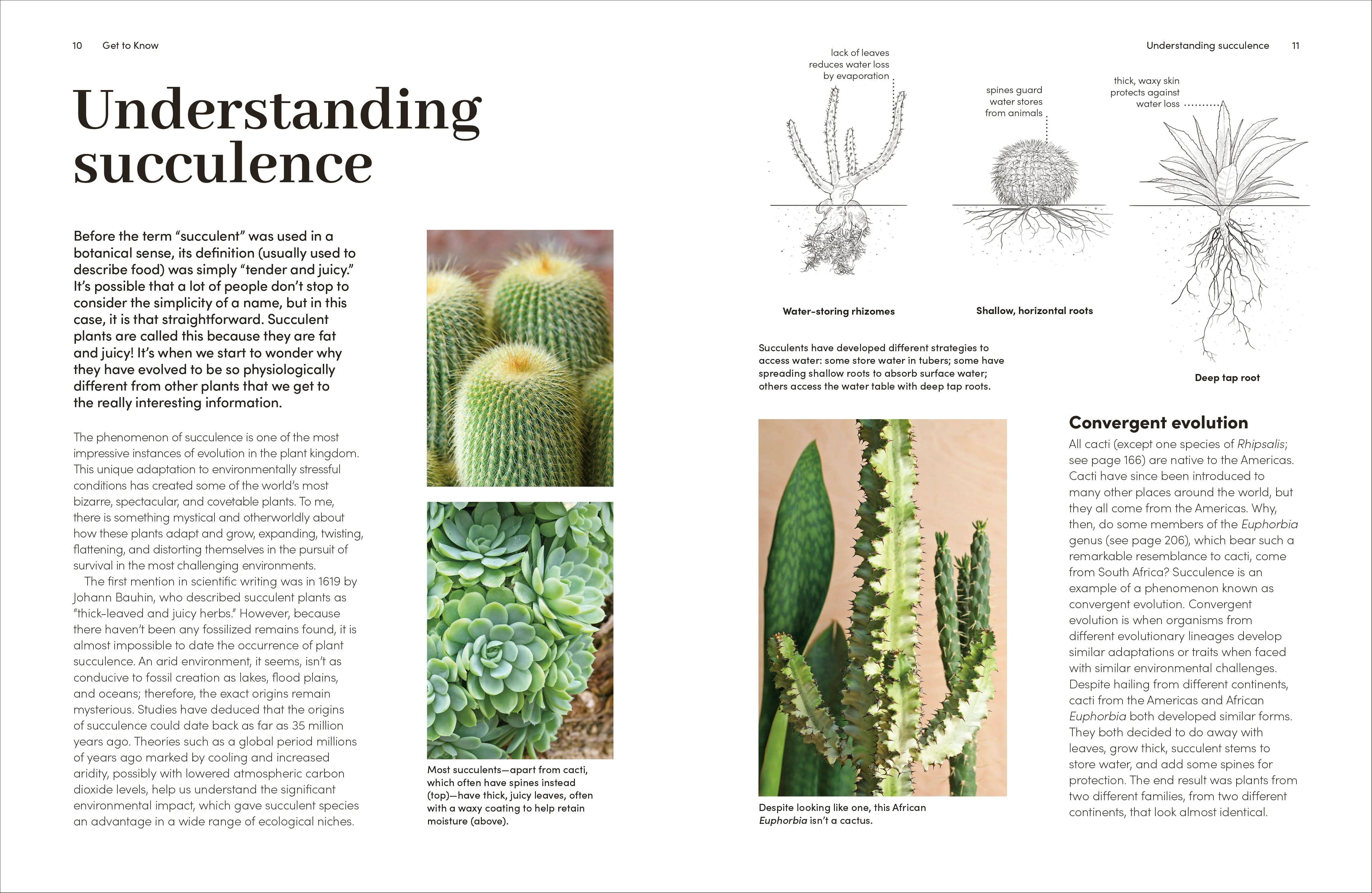 Cacti and Succulents - Image 3