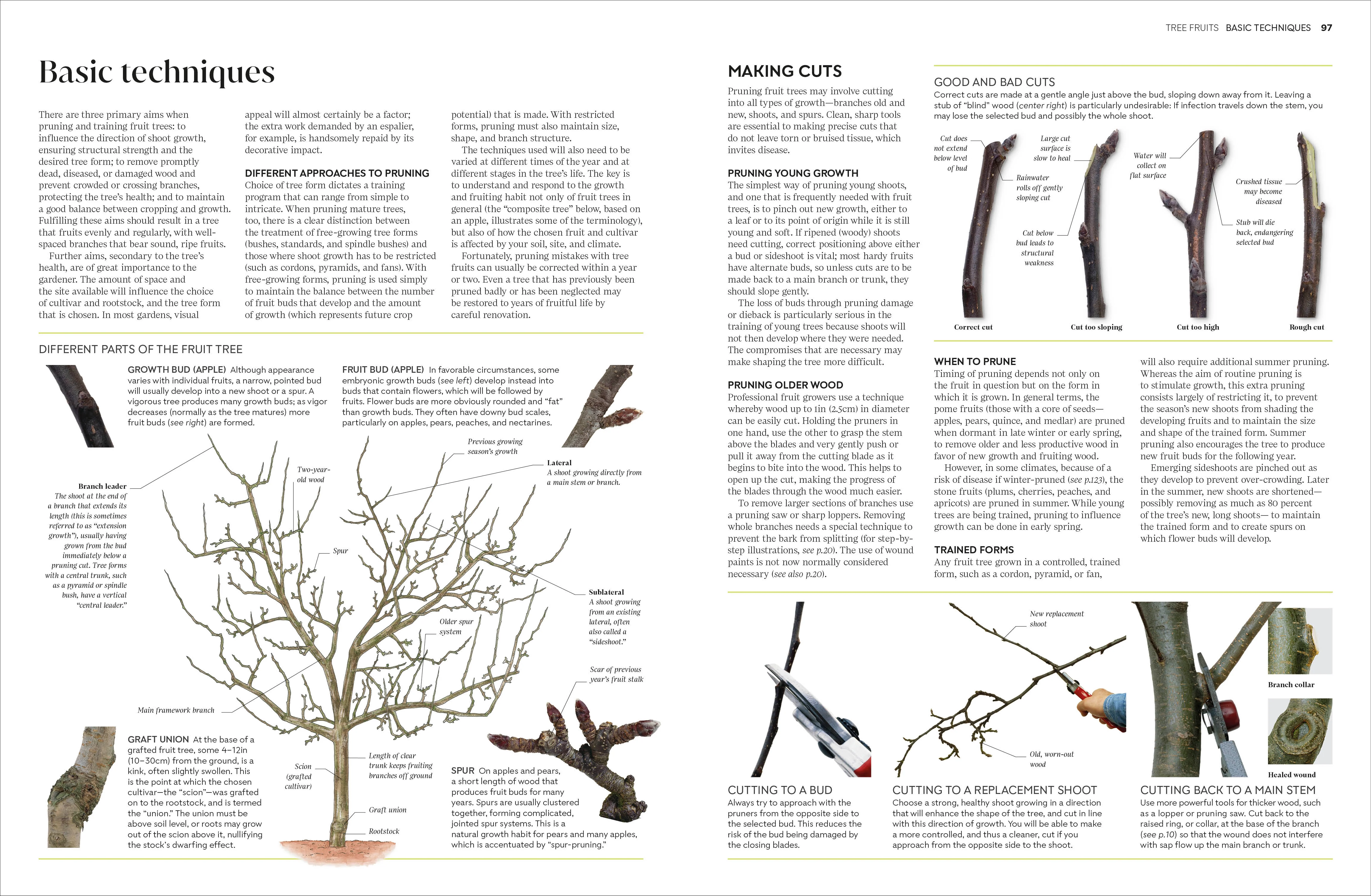 Pruning and Training - Image 4