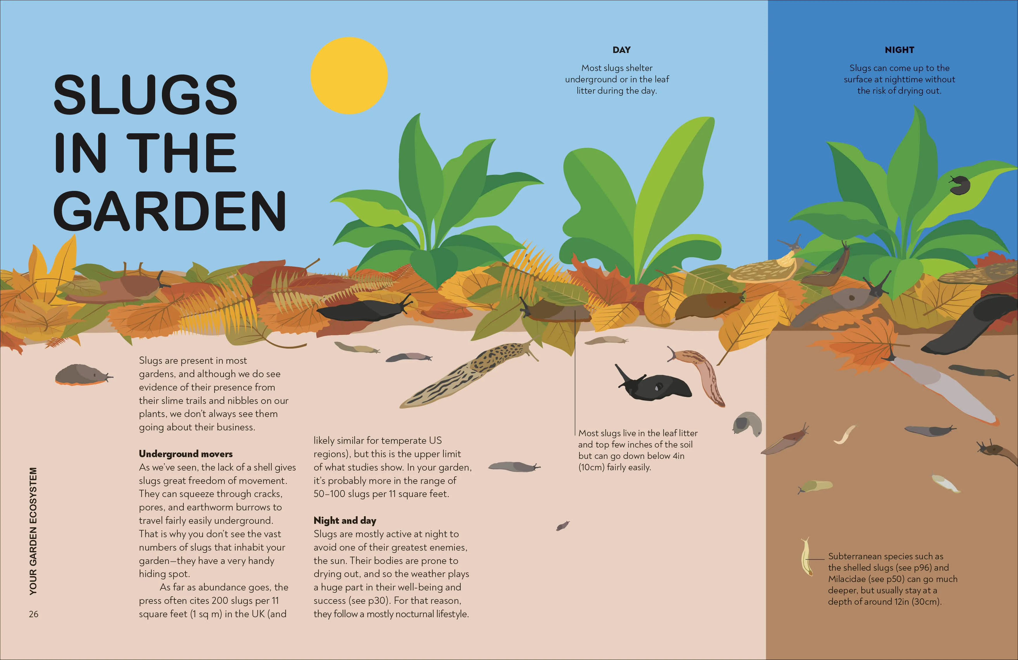 Slugs: Friend or Foe? - Image 4