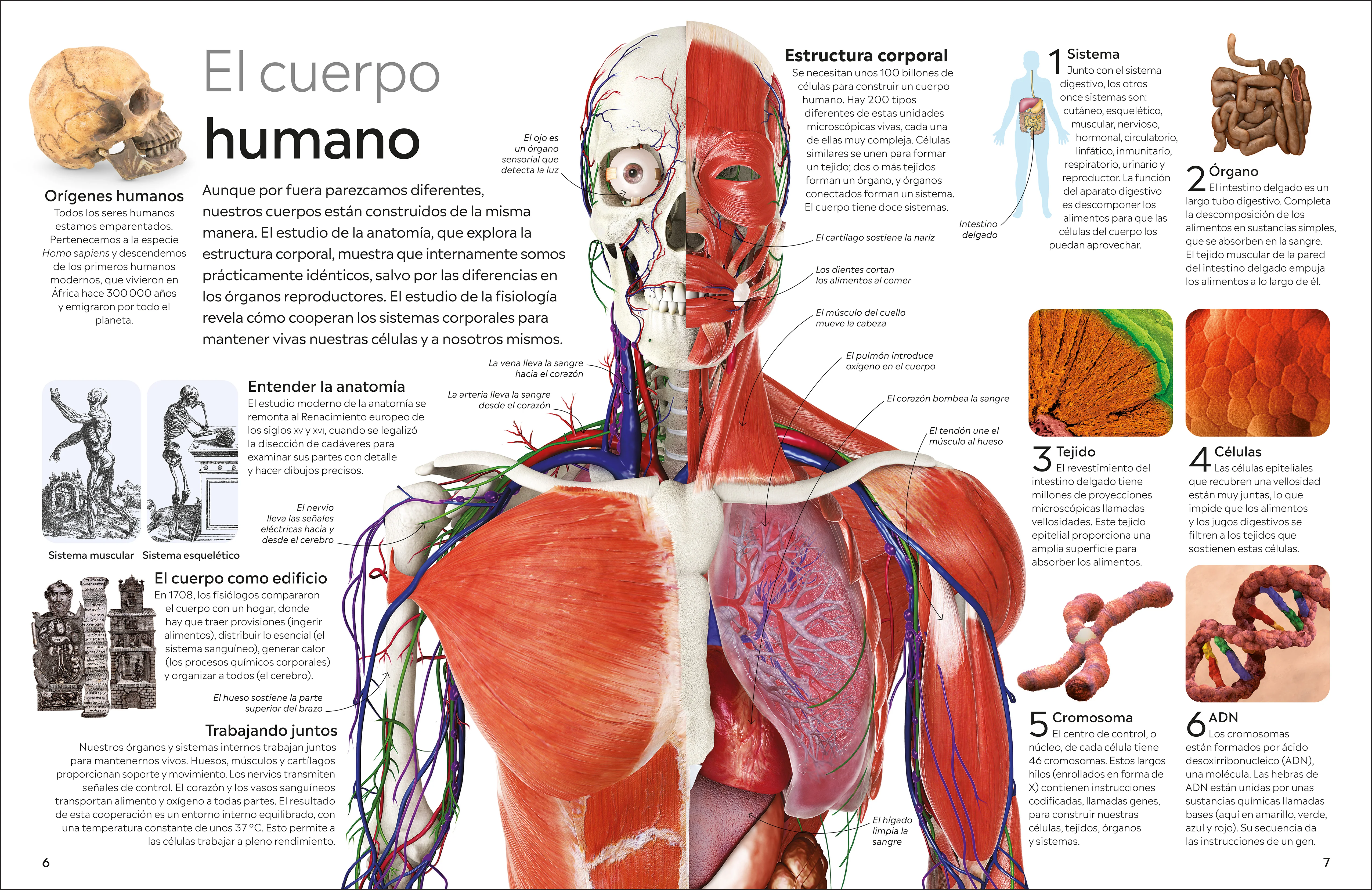 Eyewitness: Cuerpo humano (Human Body) - Image 2