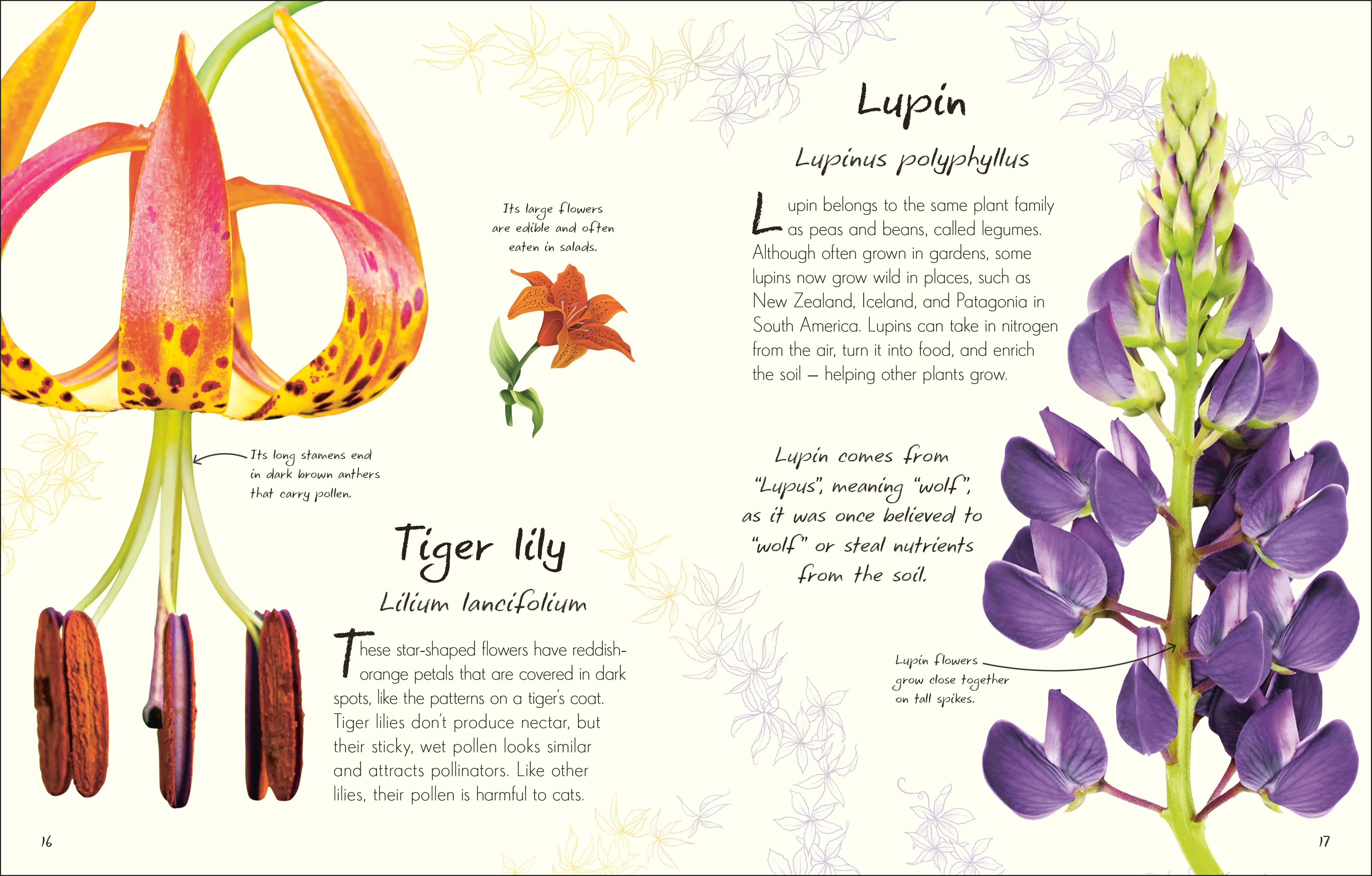 An Anthology of Flowers - Image 2